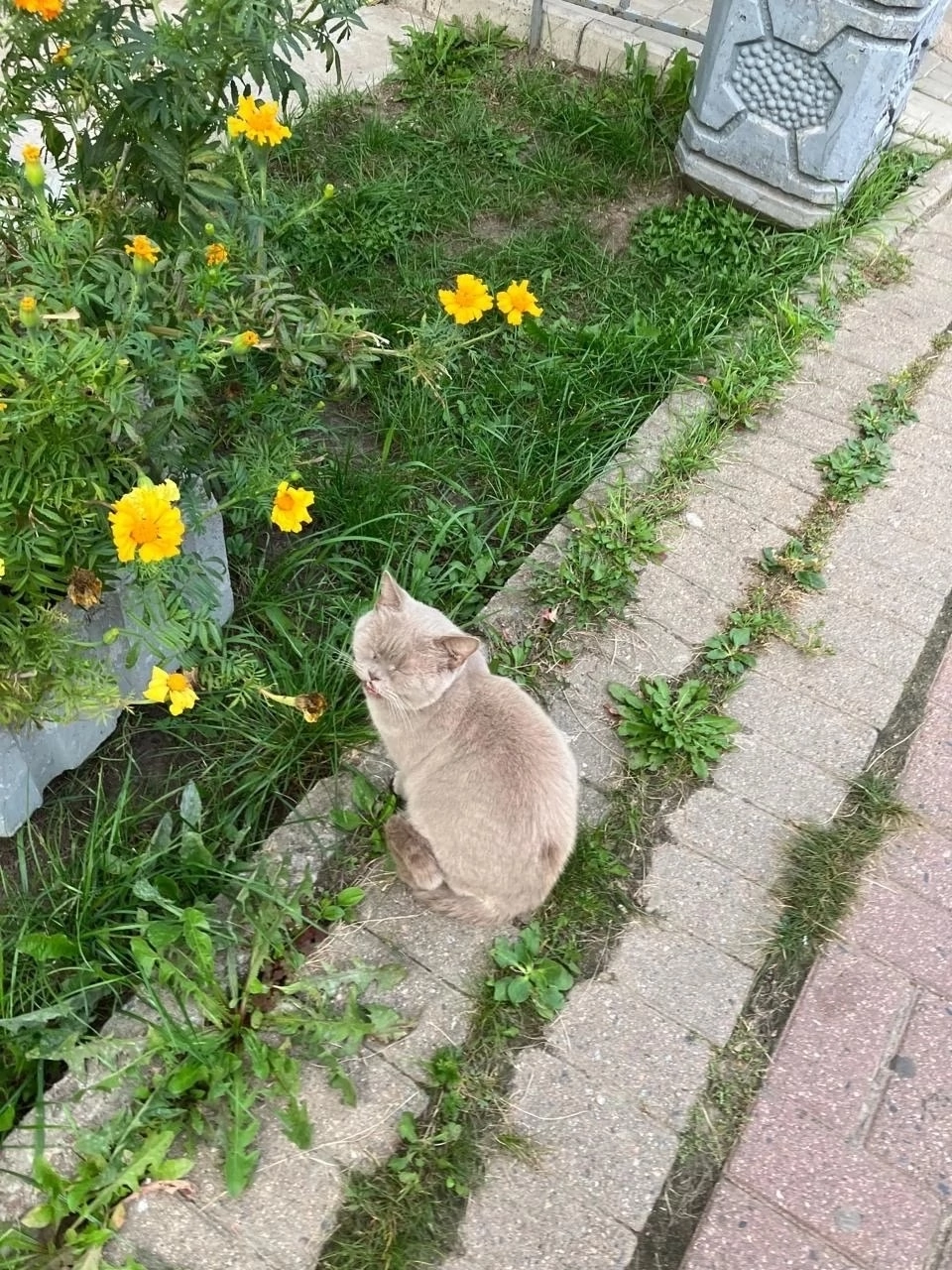 St. Petersburg. A British cat was thrown out - Veterinary, House, Longpost