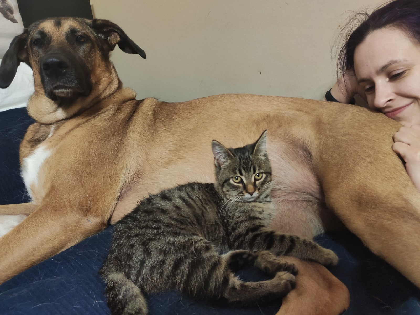 Humanity - My, Cats and dogs together, Dog, Animals, Humanity, Video, Video VK, Longpost, The photo