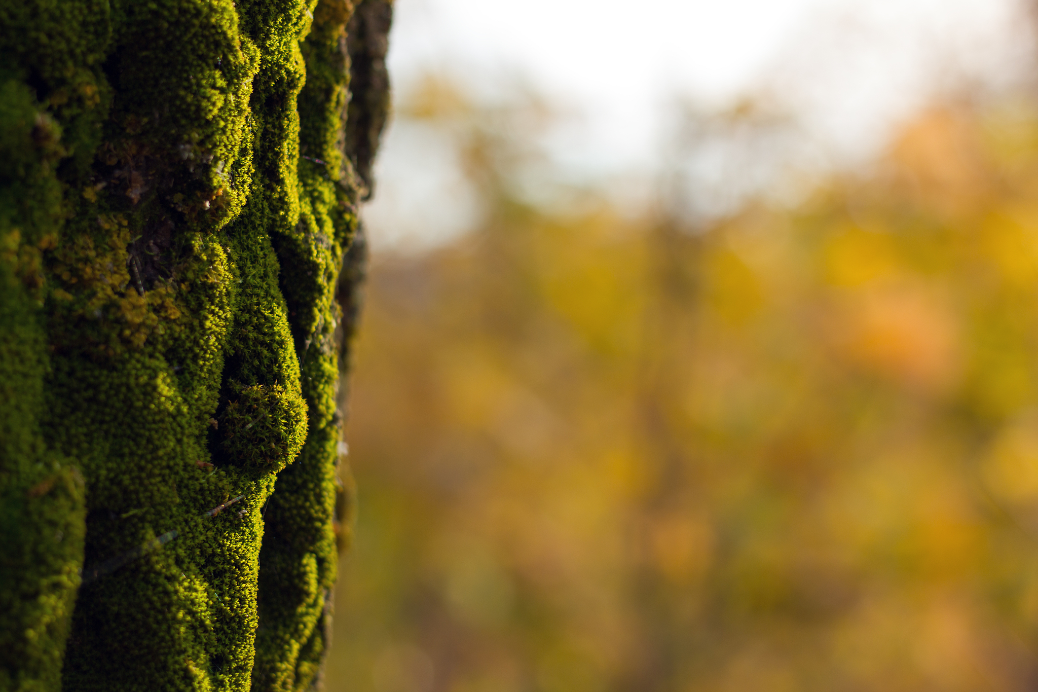 Moss - My, Ulyanovsk, The photo, Nature, Sunset, Moss, Autumn, Beautiful view