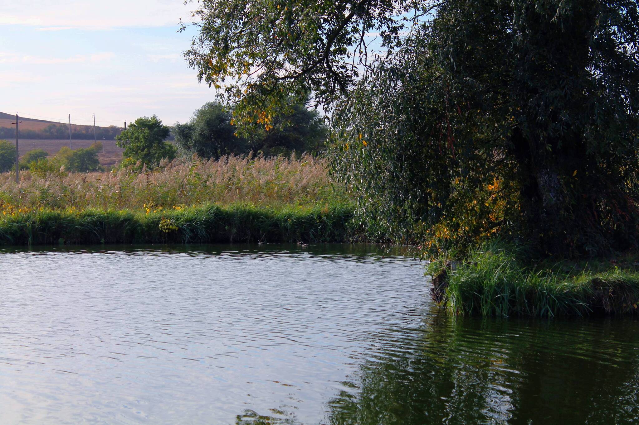 Duck Corner - My, The photo, Nature, Landscape, Pond, River, Autumn