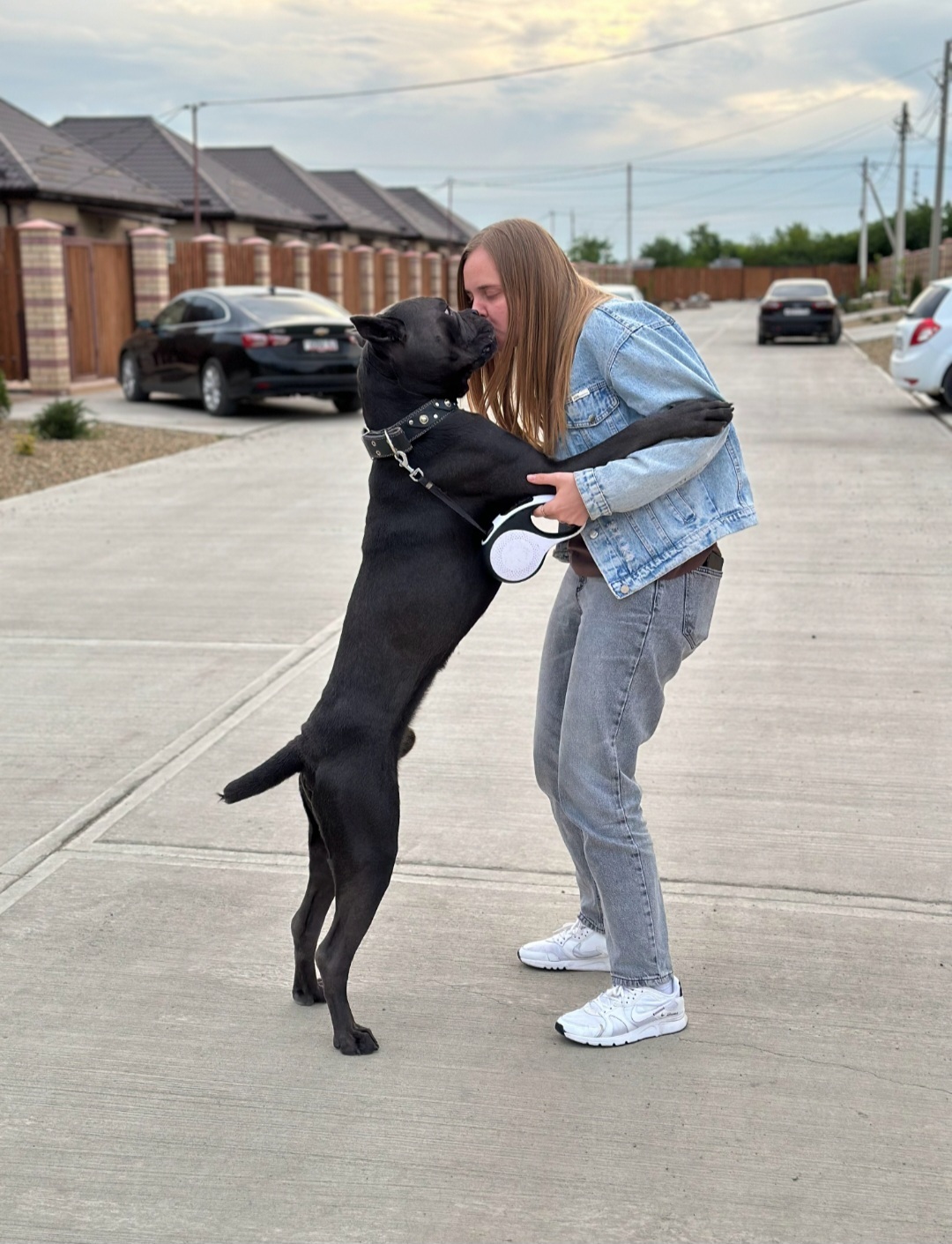 Cane Corso, our first year together has flown by, my little kitten - My, Krasnodar, Cane Corso, Dog, Longpost