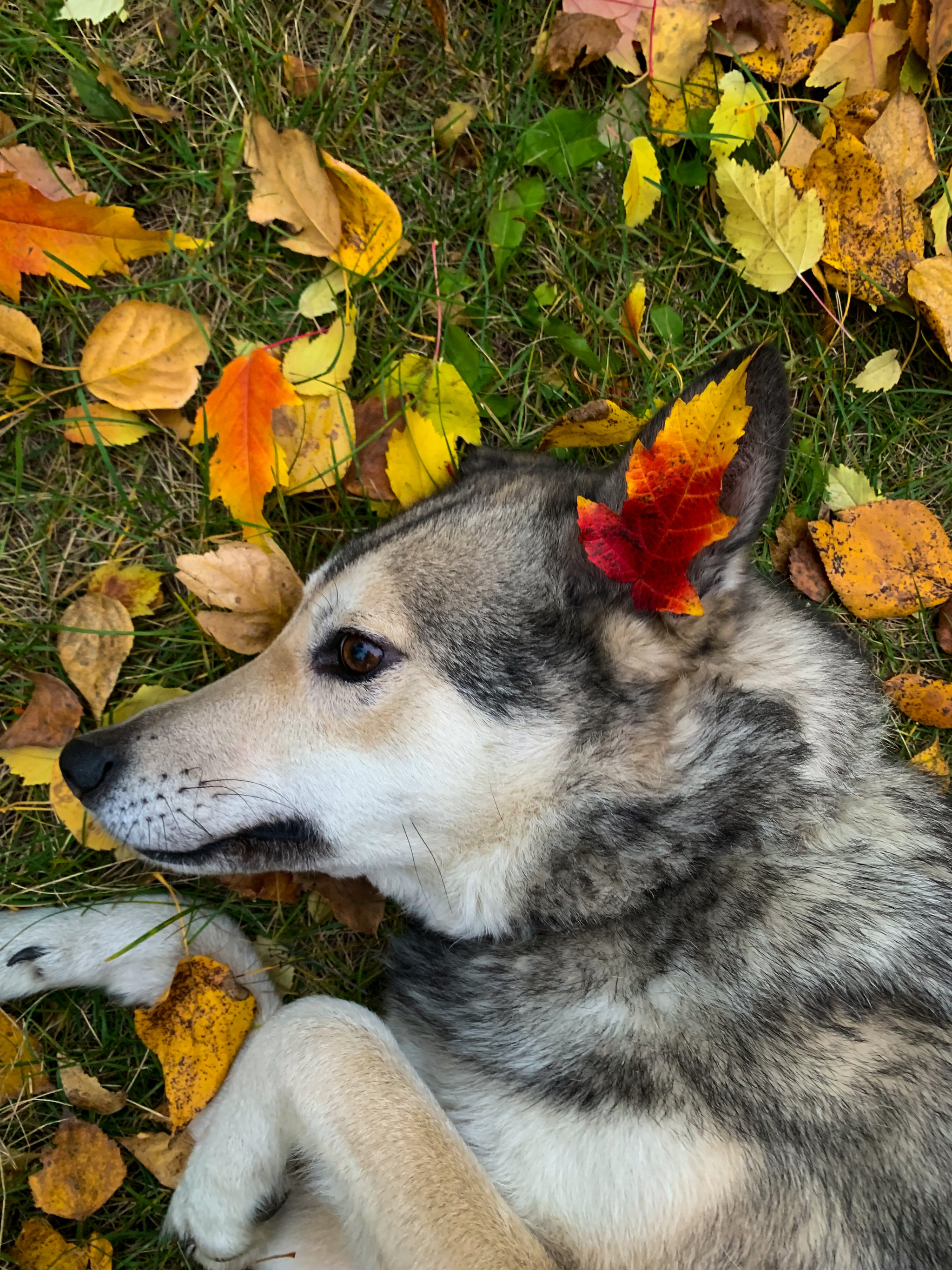 Leaves - My, beauty, Mobile photography, Autumn, Dog, Longpost