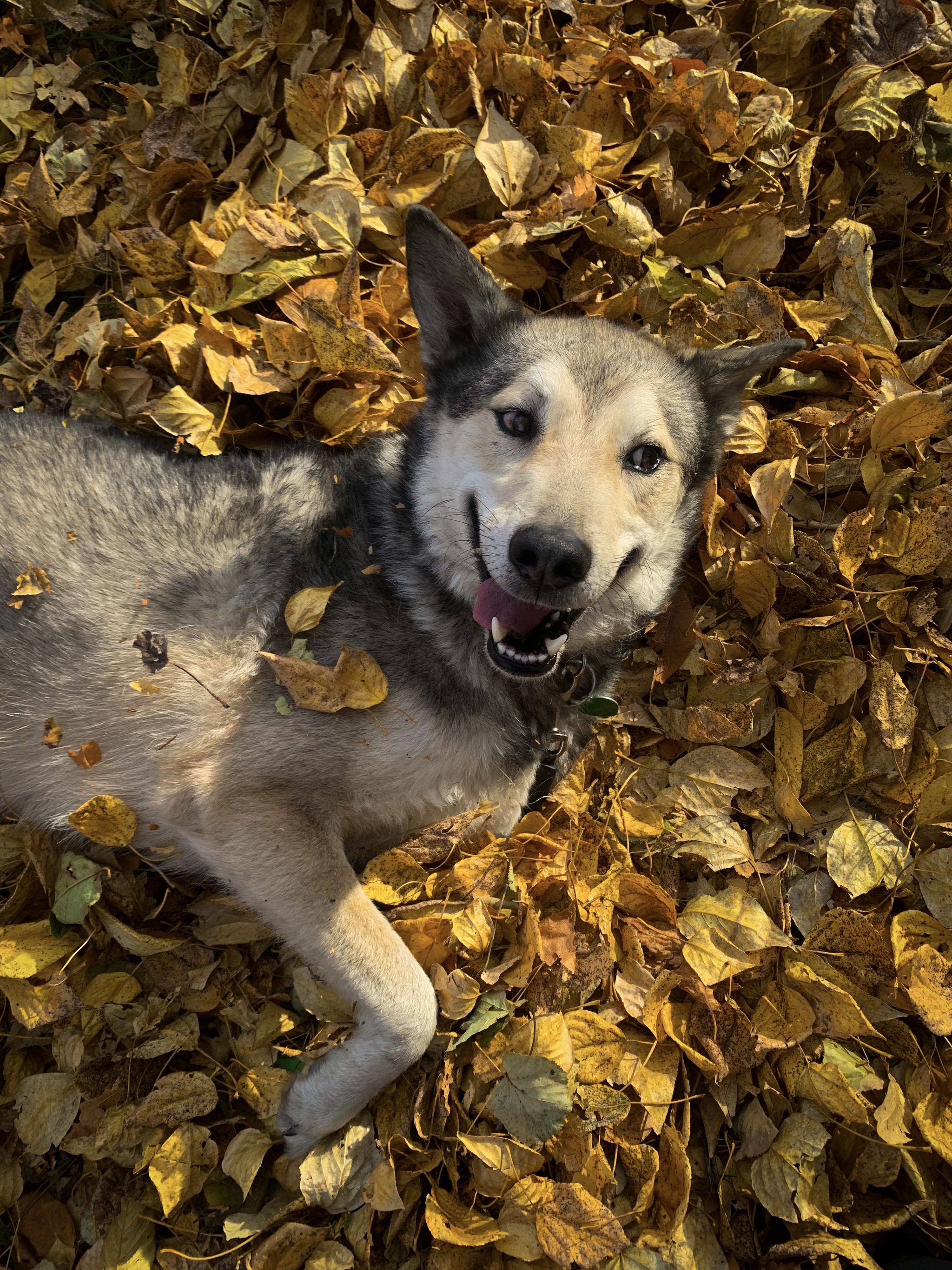 Leaves - My, beauty, Mobile photography, Autumn, Dog, Longpost