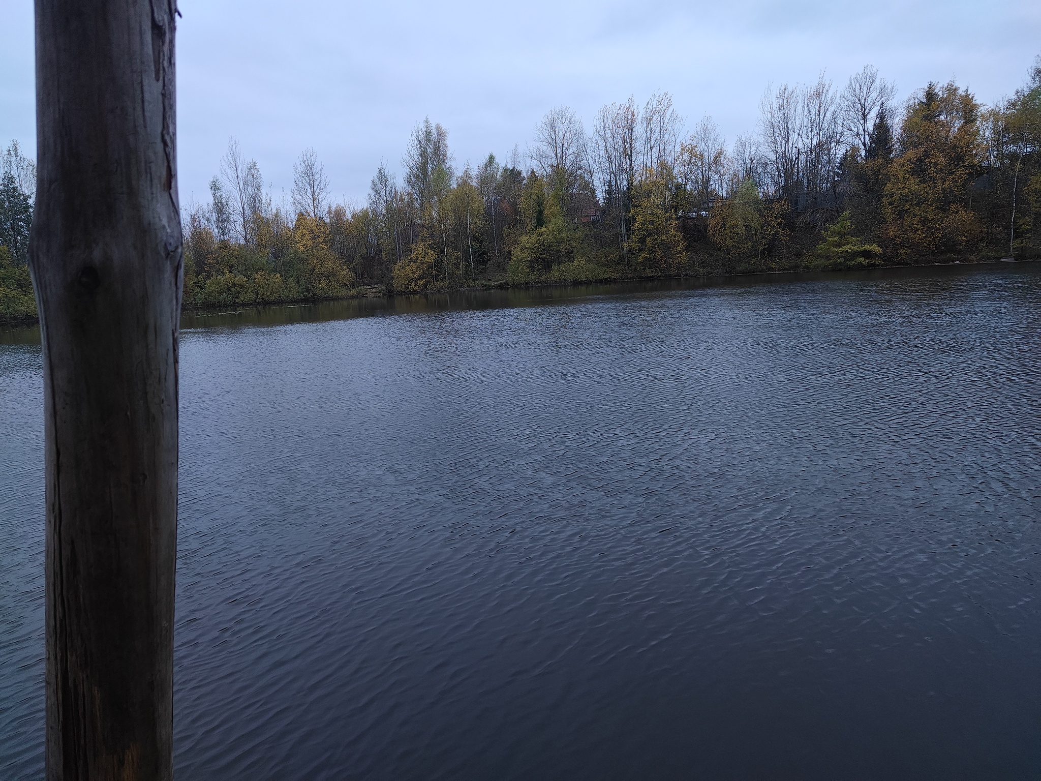 Nature and pigs - My, Chistoman, Moscow region, Nature, Garbage, Autumn, Pond, Relaxation, Longpost