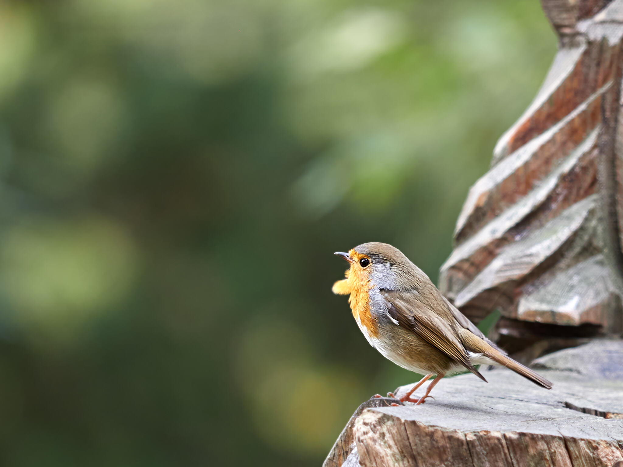 Robin (Sochi, Arboretum) - My, Robin, Arboretum, Sochi, Birds, Photo hunting, The photo