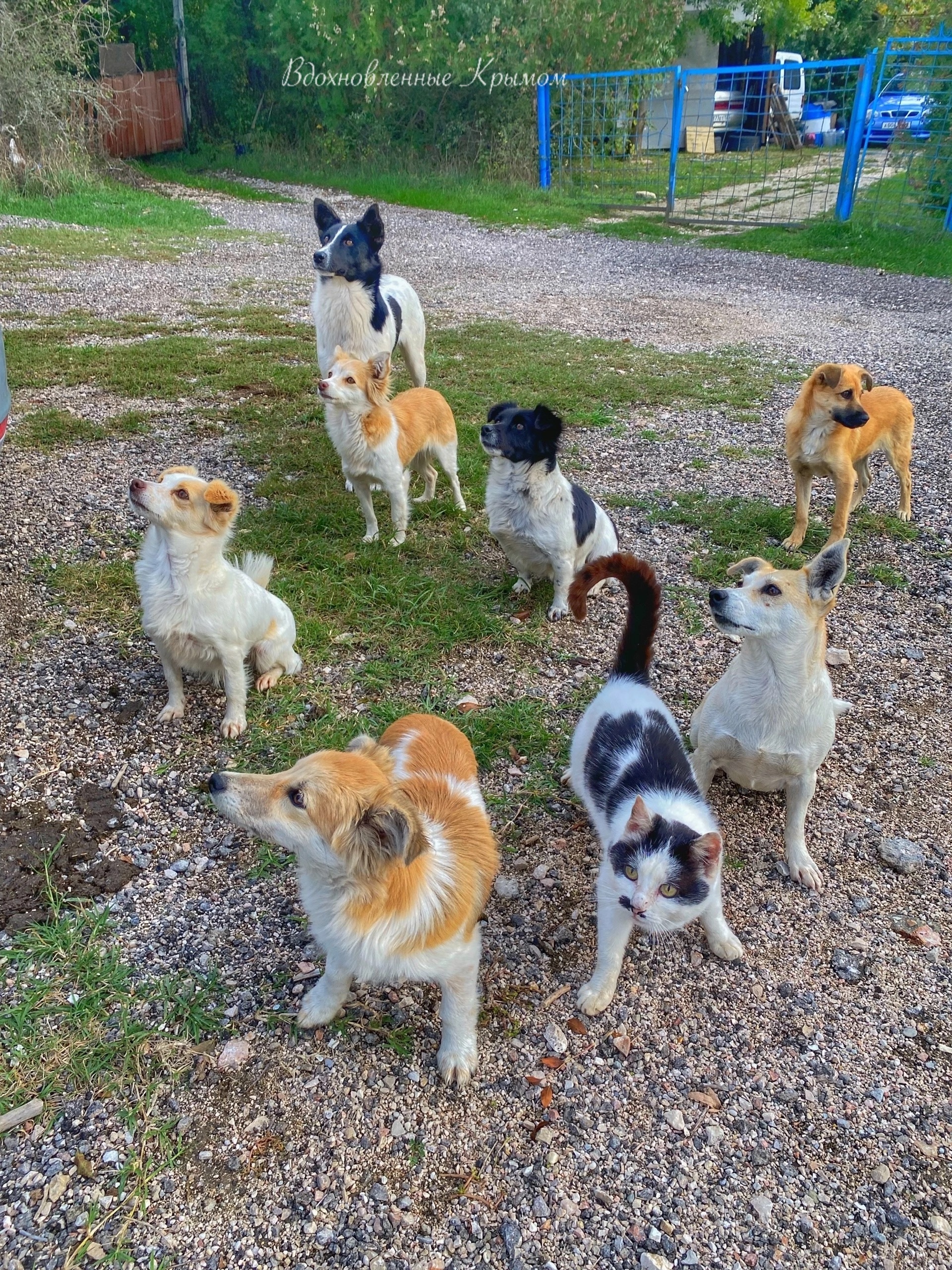 A cat and seven puppies) - My, cat, Pet the cat, Cat lovers, Dog, Cats and dogs together, Dog lovers, Longpost