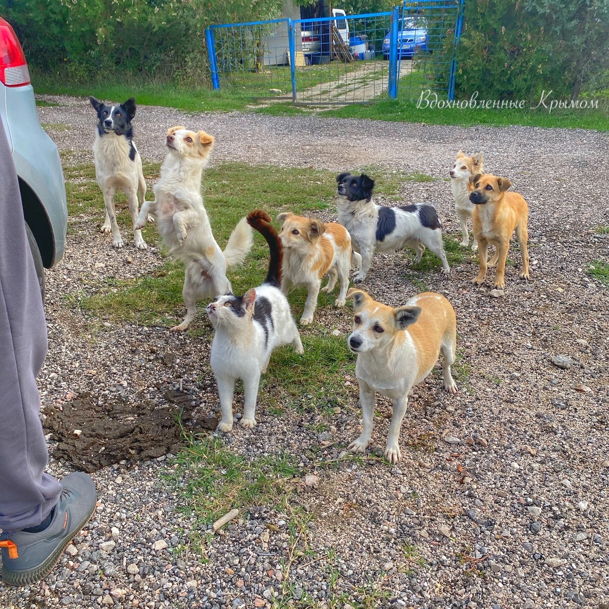 A cat and seven puppies) - My, cat, Pet the cat, Cat lovers, Dog, Cats and dogs together, Dog lovers, Longpost