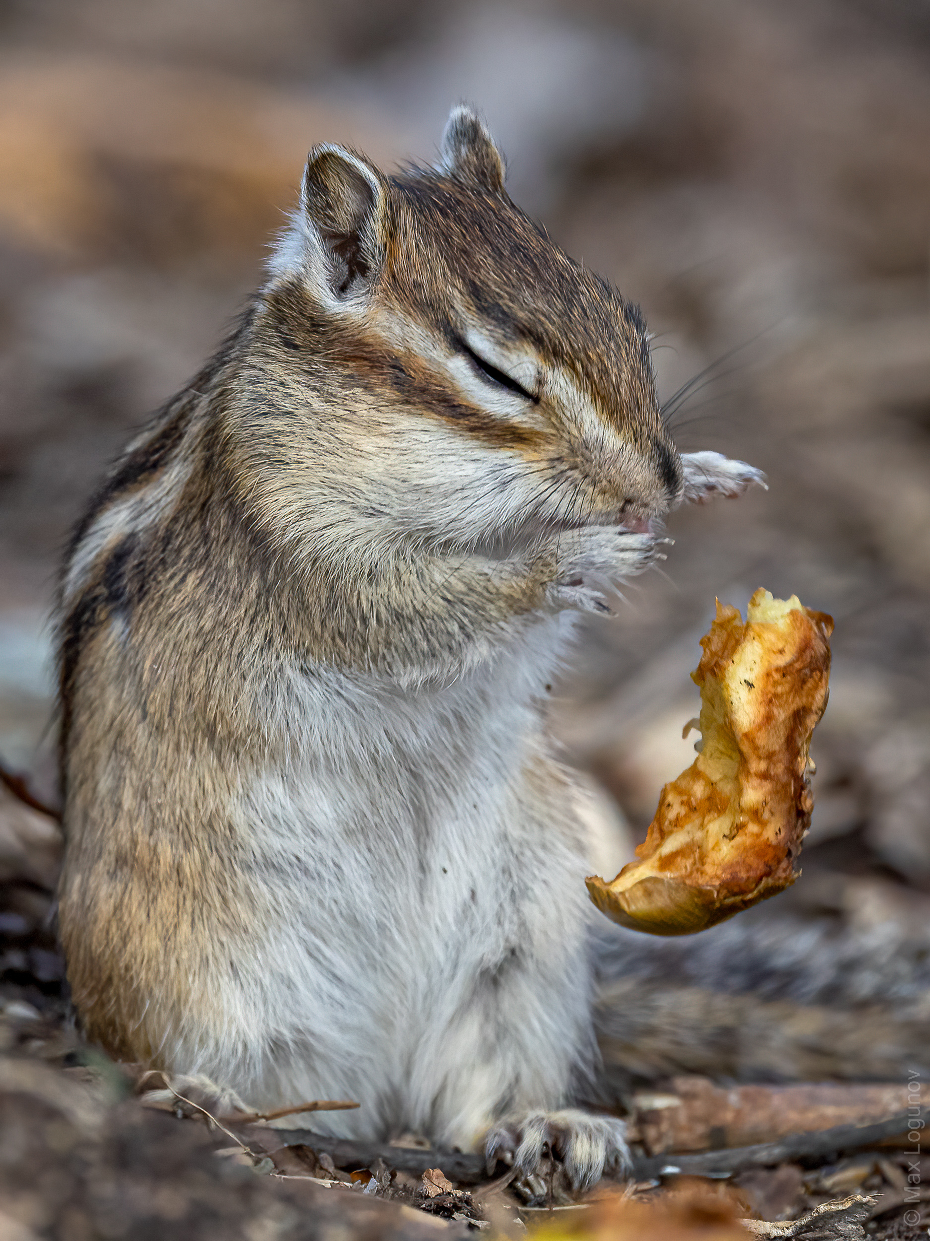 - Use the force, Luke! (c) - My, Chipmunk, Power, Milota, Humor, Wild animals, Star Wars, Funny animals, The photo