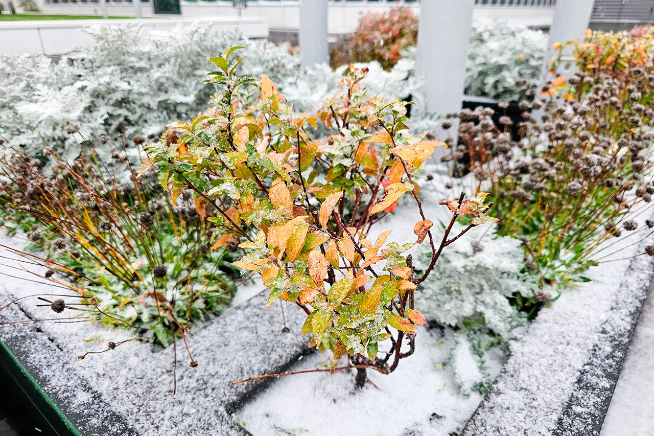 The first snow fell in Moscow: how the capital's residents react - Weather, Moscow, The photo, Video, Video VK, Longpost, Snow, October, Autumn, Reaction, Inhabitants