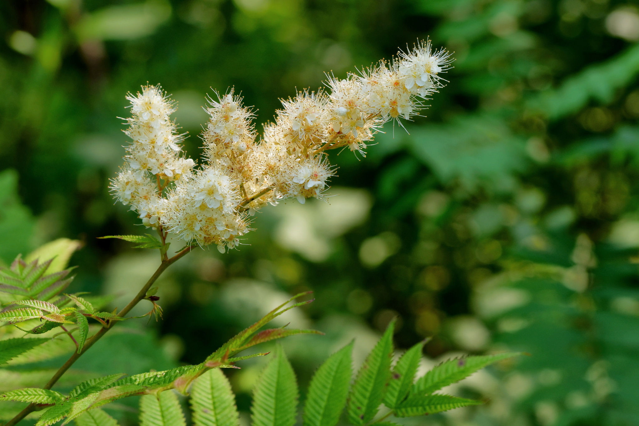 Rowanberry - My, Fieldfare, The photo, July, Plants