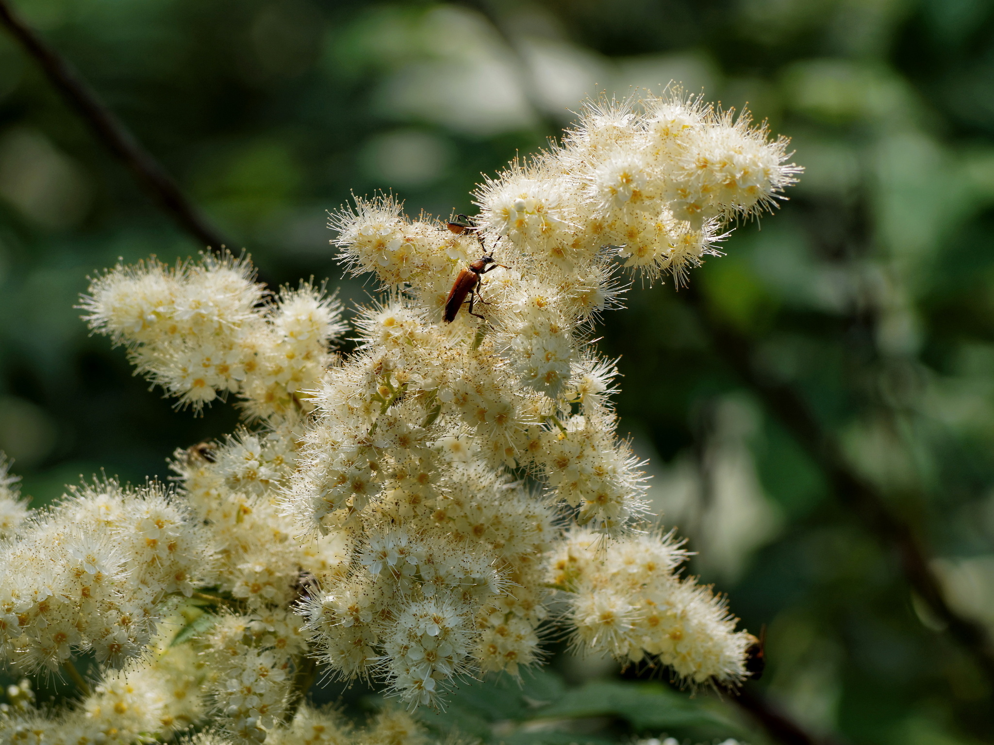 Rowanberry - My, Fieldfare, The photo, July, Plants