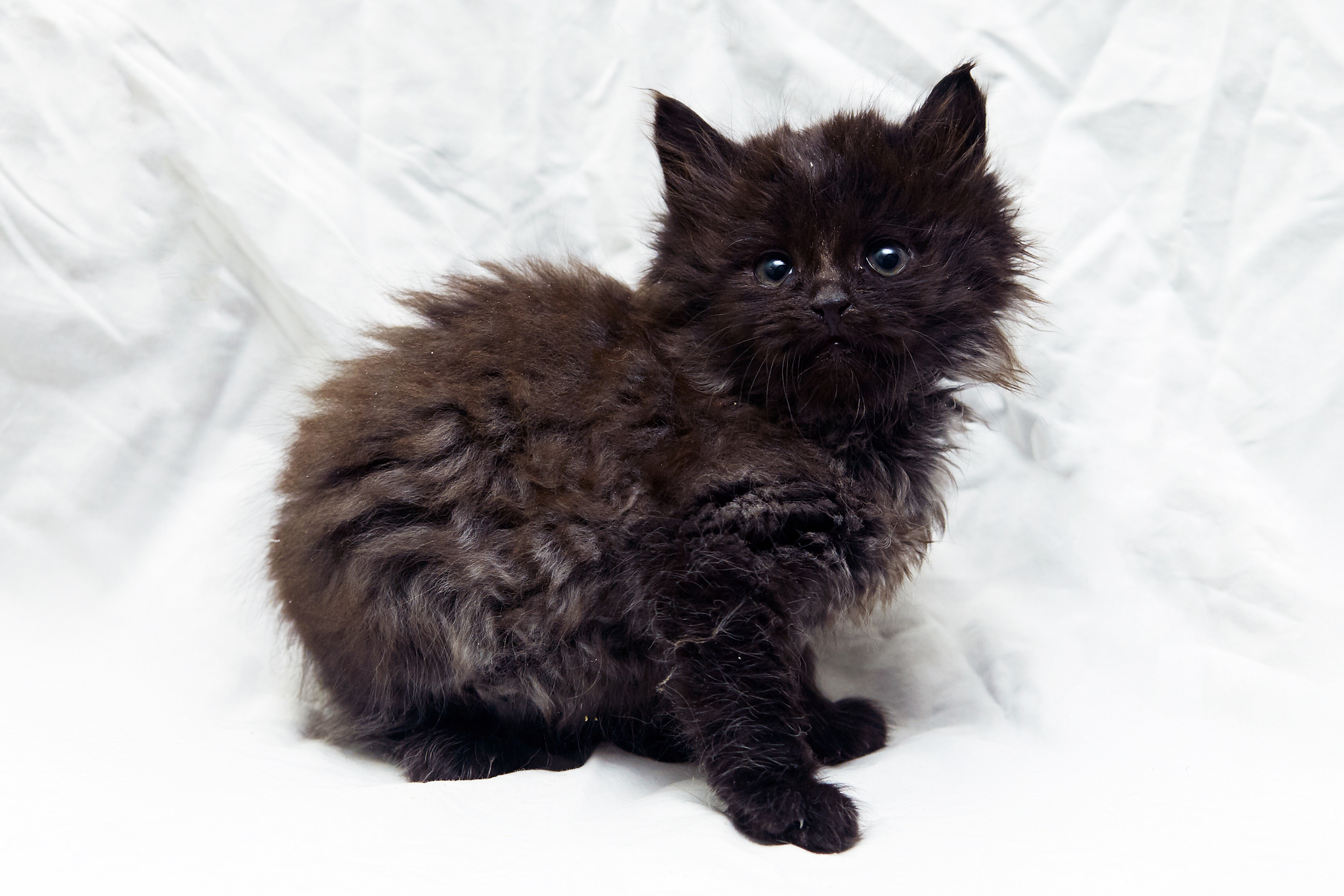 Kittens 6 weeks - In good hands, cat, Fluffy, Milota, Moscow, Cat lovers, No rating, Repeat