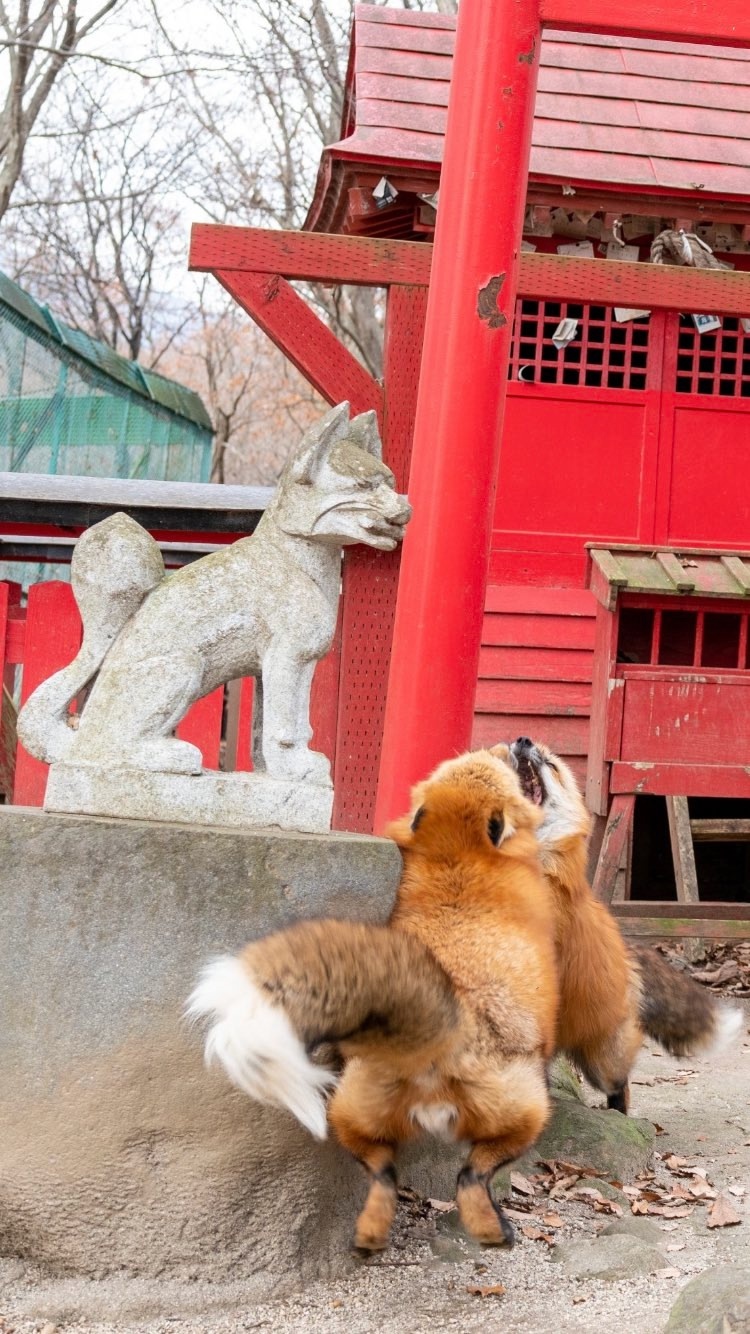 Furry showdown in the fox village - The photo, Fox, Japan, Animals, In the animal world, Fluffy, Longpost