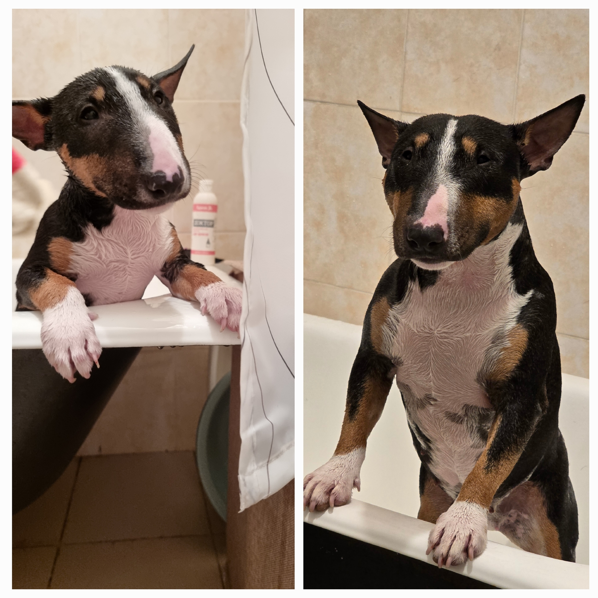 The killer dog's love for water procedures has been carried through the years - My, Dog, MiniBul terrier, Bull terrier