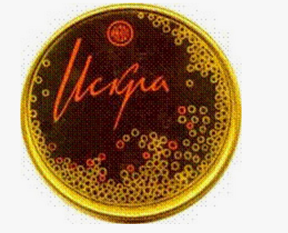 Artificial caviar in the USSR - Want to know everything, Informative, the USSR, Made in USSR, Caviar, Technologies, Black caviar, Yandex Zen (link), Longpost, Casein, Gelatin, Protein, Recipe, How it was, Facts, 20th century, Past, Science and life, Research, Production