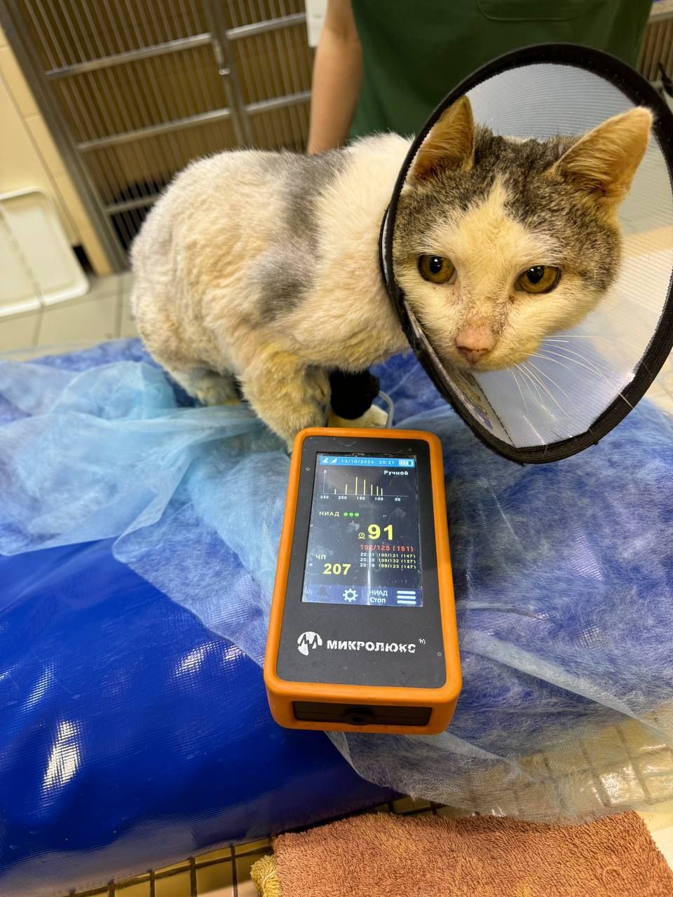 Greetings from Pleshik. An elderly, skinny cat with problematic teeth who was sitting on the road. Yesterday he was examined. There is some good news - My, cat, Old age, Video, Vertical video, Longpost, Care, Animal Rescue, Helping animals, Tosno