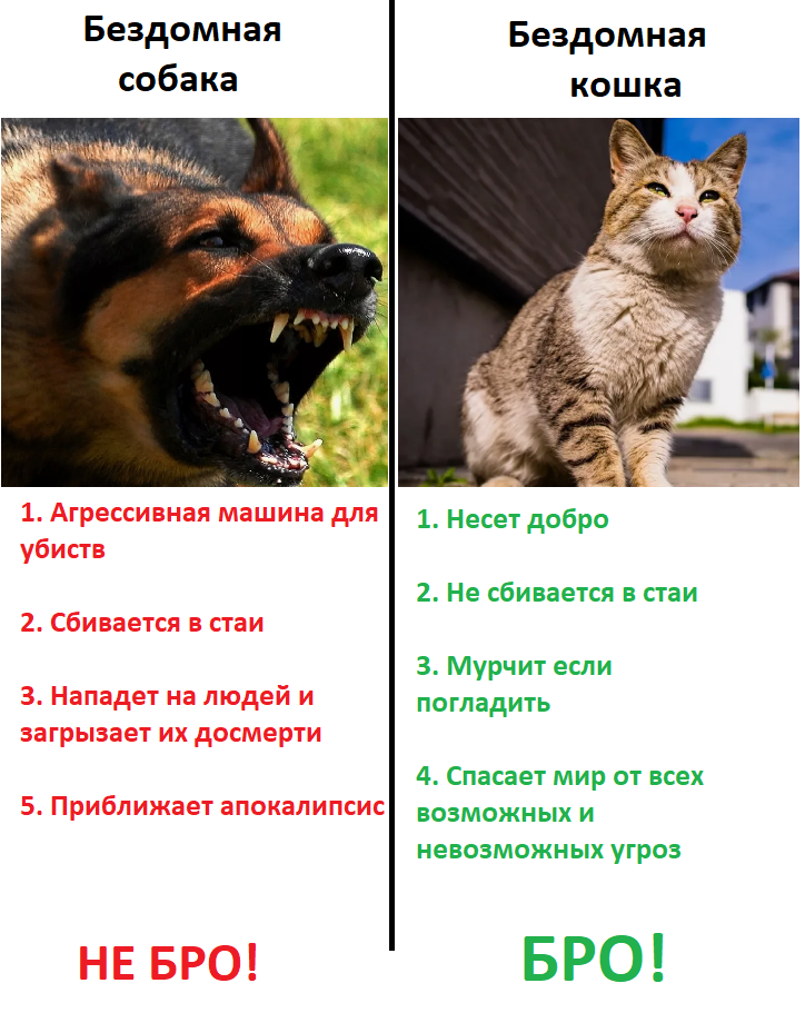 На волне постов про бездомных собак - Моё, Бродячие собаки, Бездомные животные, Кот, Собака, Зоозащитники, Волна постов, Картинка с текстом