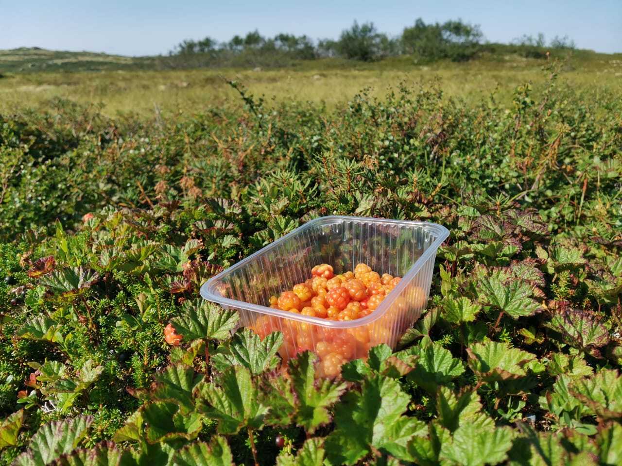 Walking in the tundra - My, The photo, Tundra, North, Cloudberry, Wilderness, Longpost