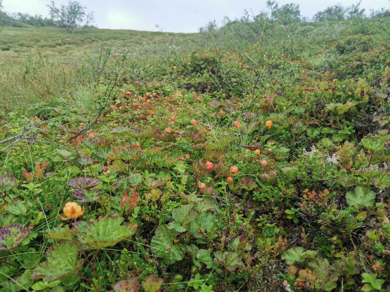 Walking in the tundra - My, The photo, Tundra, North, Cloudberry, Wilderness, Longpost