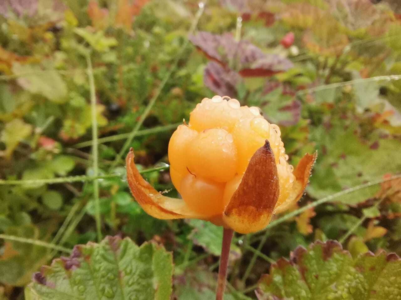 Walking in the tundra - My, The photo, Tundra, North, Cloudberry, Wilderness, Longpost