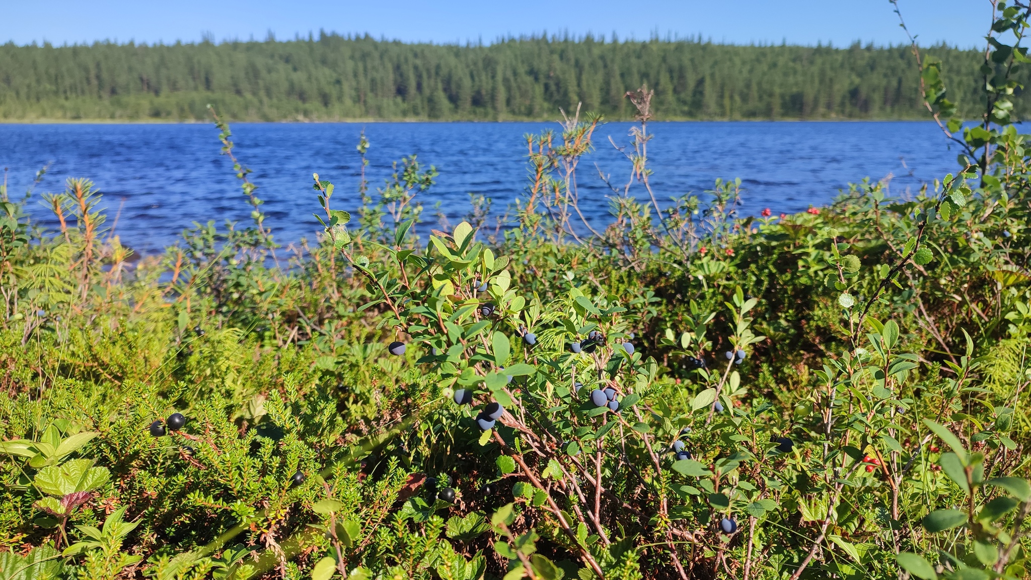 Walking in the tundra - My, The photo, Tundra, North, Cloudberry, Wilderness, Longpost