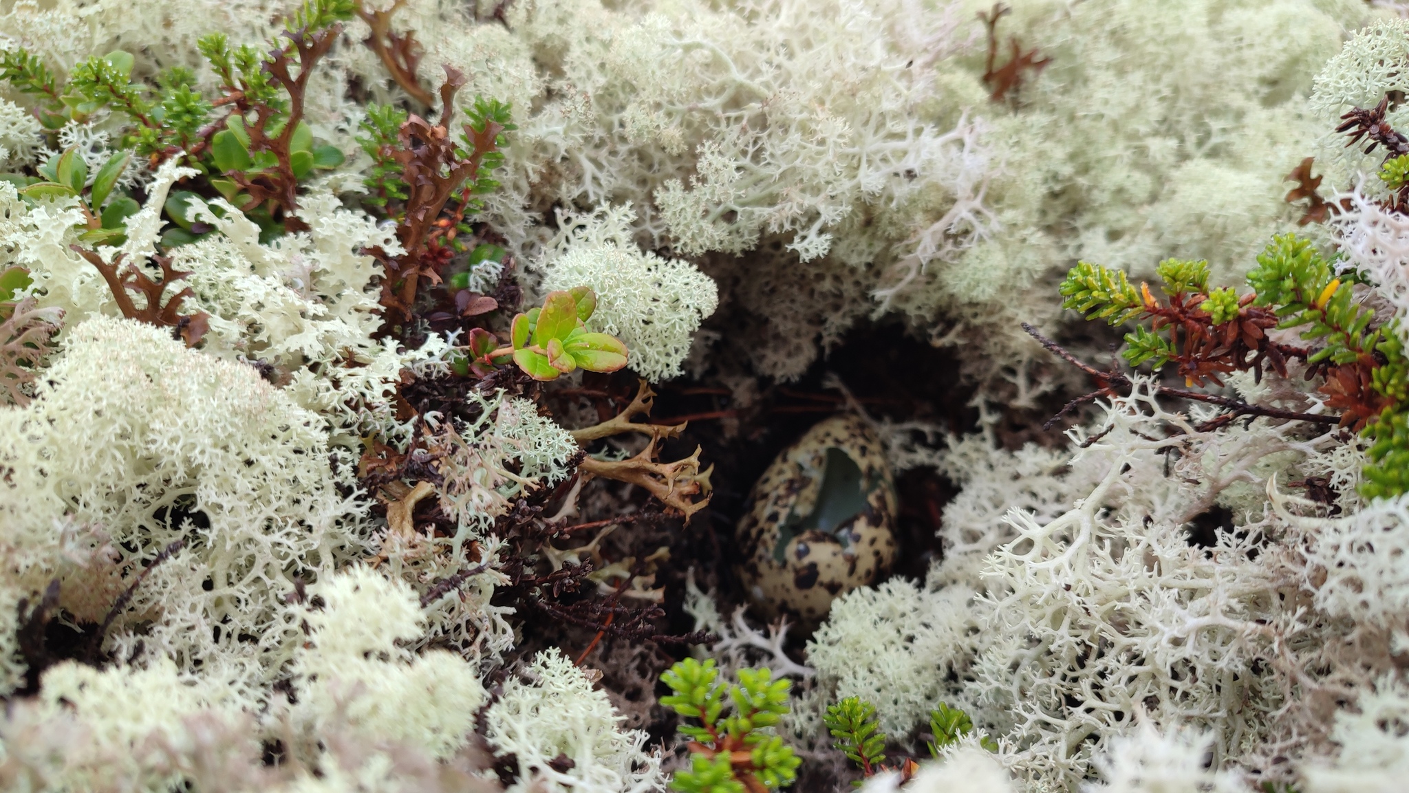 Walking in the tundra - My, The photo, Tundra, North, Cloudberry, Wilderness, Longpost