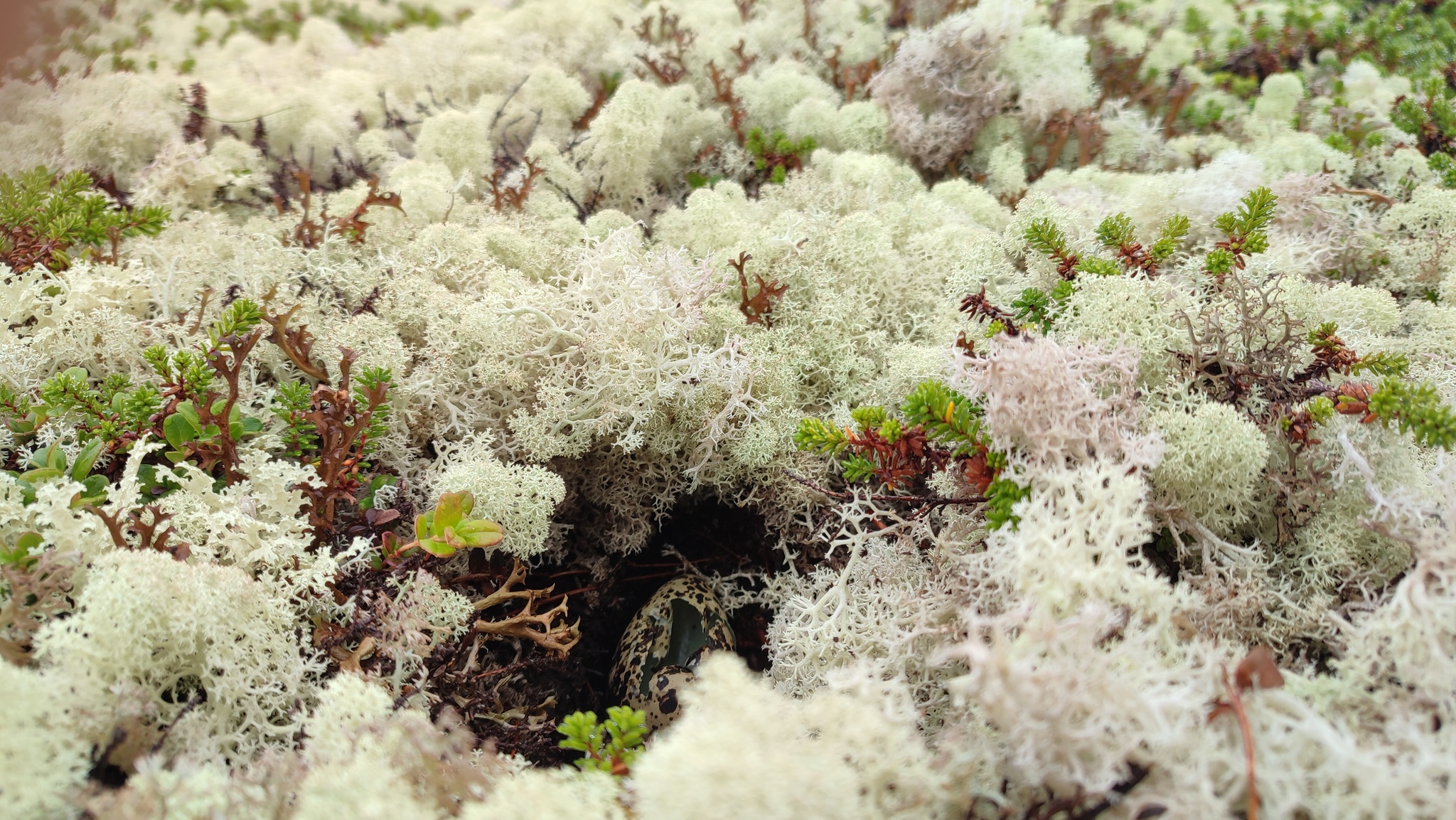 Walking in the tundra - My, The photo, Tundra, North, Cloudberry, Wilderness, Longpost