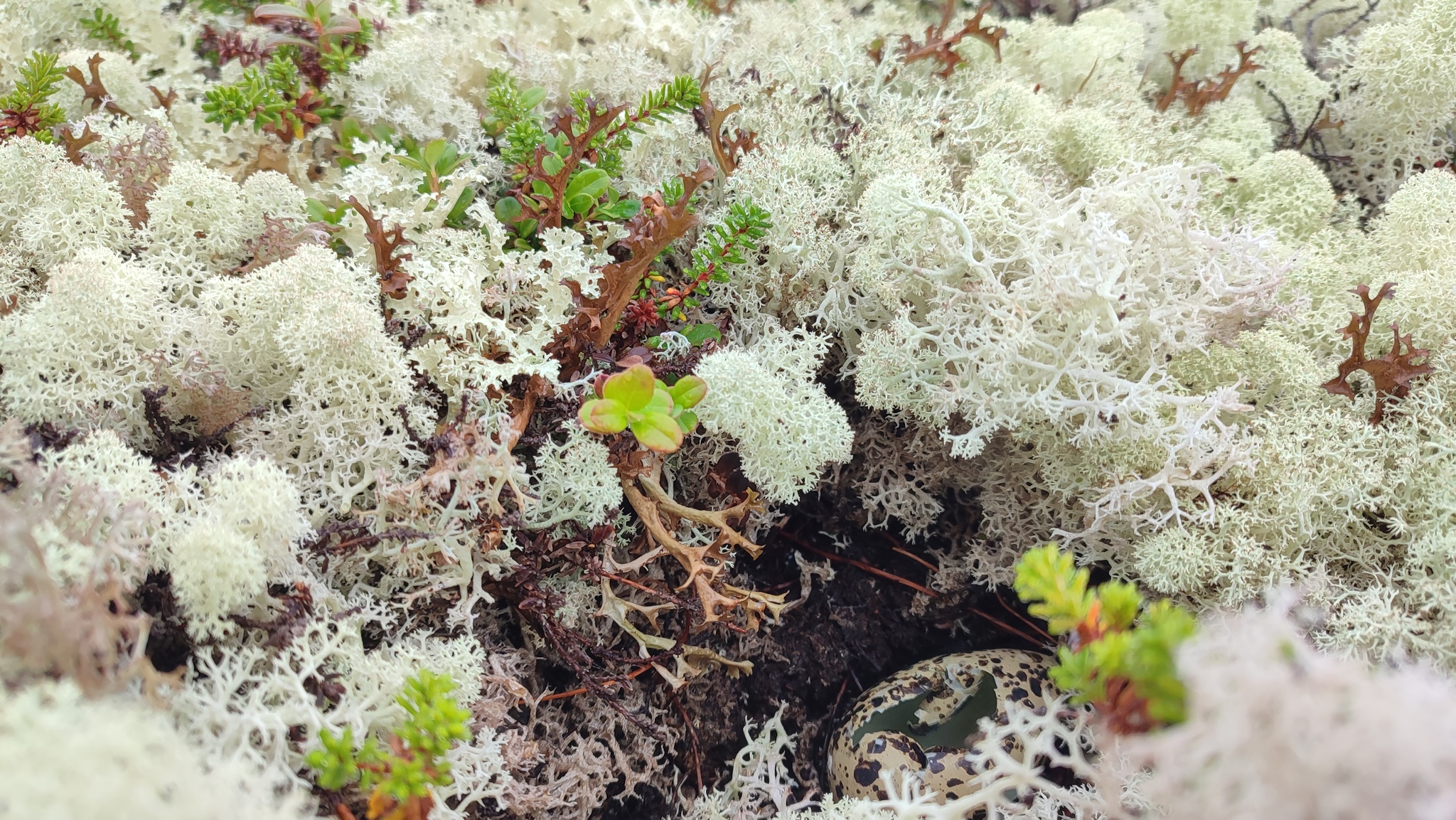 Walking in the tundra - My, The photo, Tundra, North, Cloudberry, Wilderness, Longpost