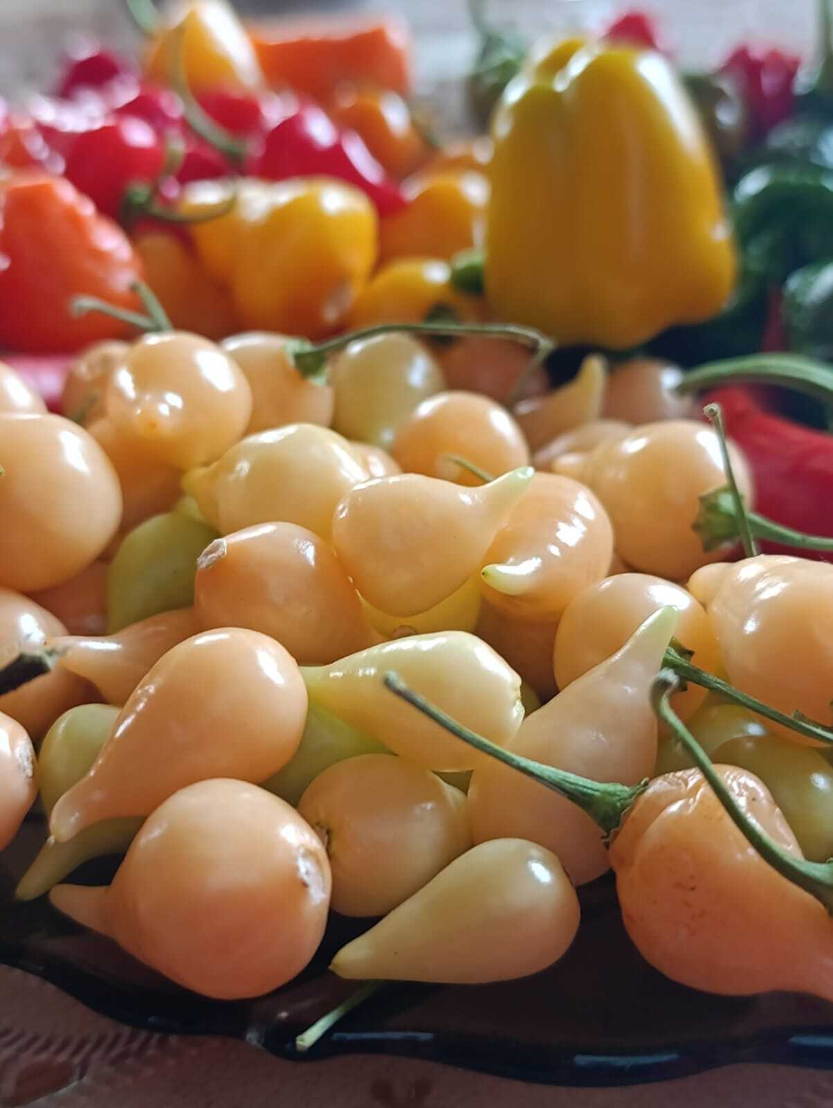 Pepper, pepper - My, Pepper, Hot peppers, Gardening, Harvest, Longpost