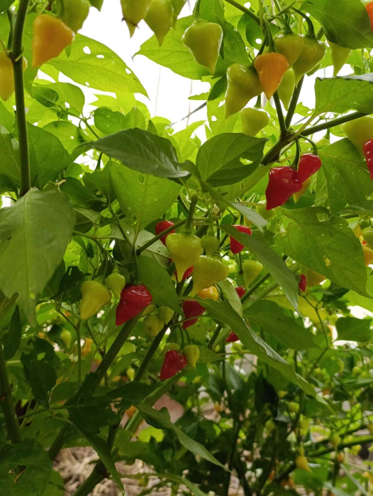 Pepper, pepper - My, Pepper, Hot peppers, Gardening, Harvest, Longpost