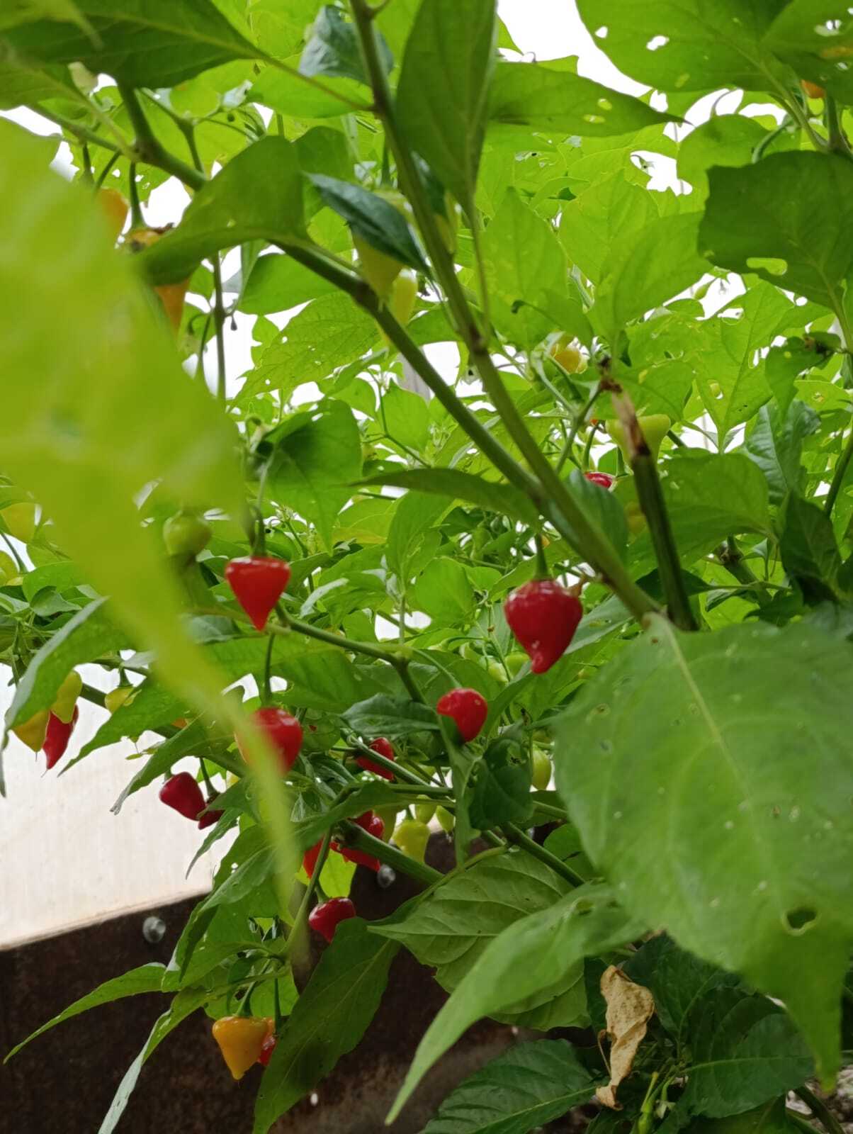 Pepper, pepper - My, Pepper, Hot peppers, Gardening, Harvest, Longpost