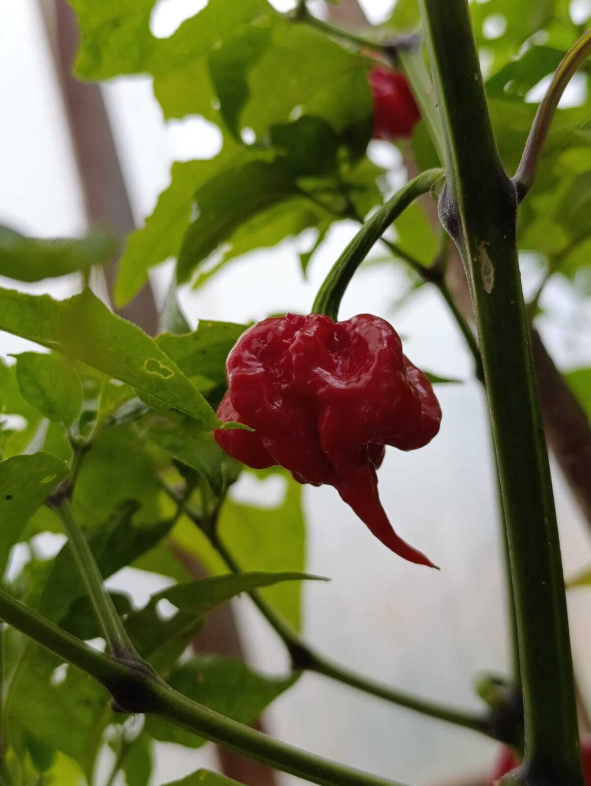 Pepper, pepper - My, Pepper, Hot peppers, Gardening, Harvest, Longpost