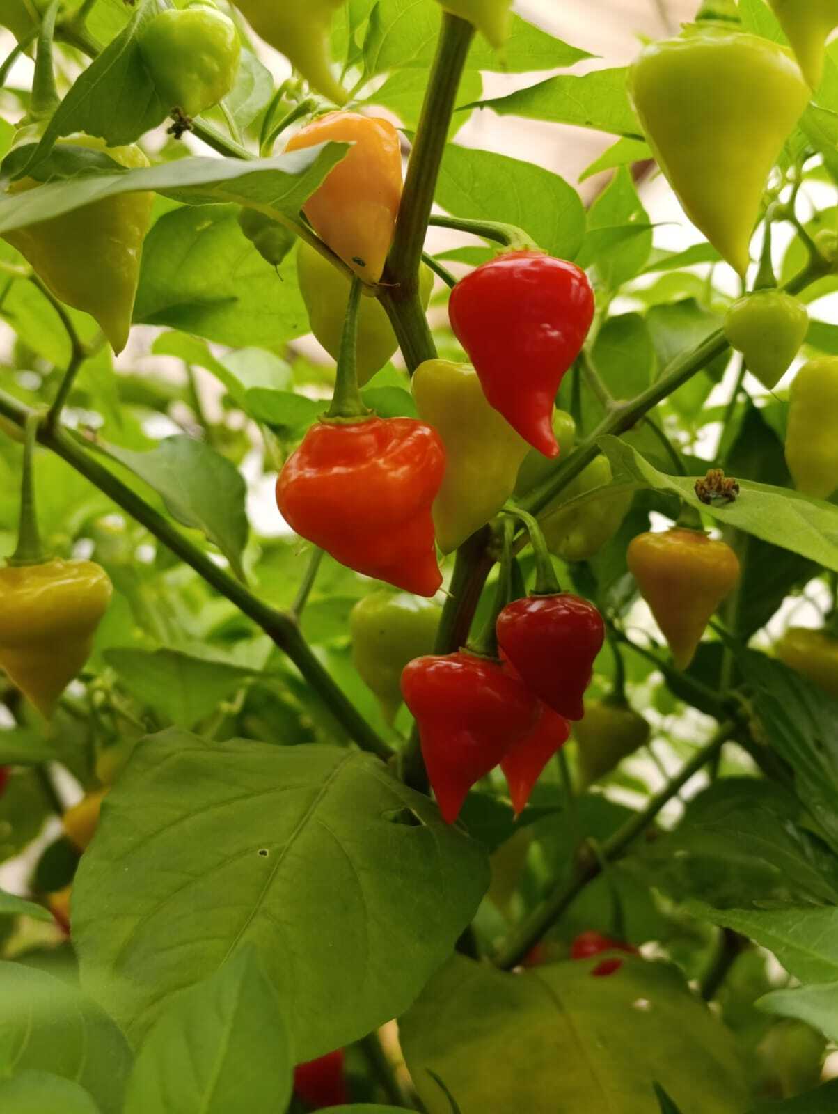 Pepper, pepper - My, Pepper, Hot peppers, Gardening, Harvest, Longpost