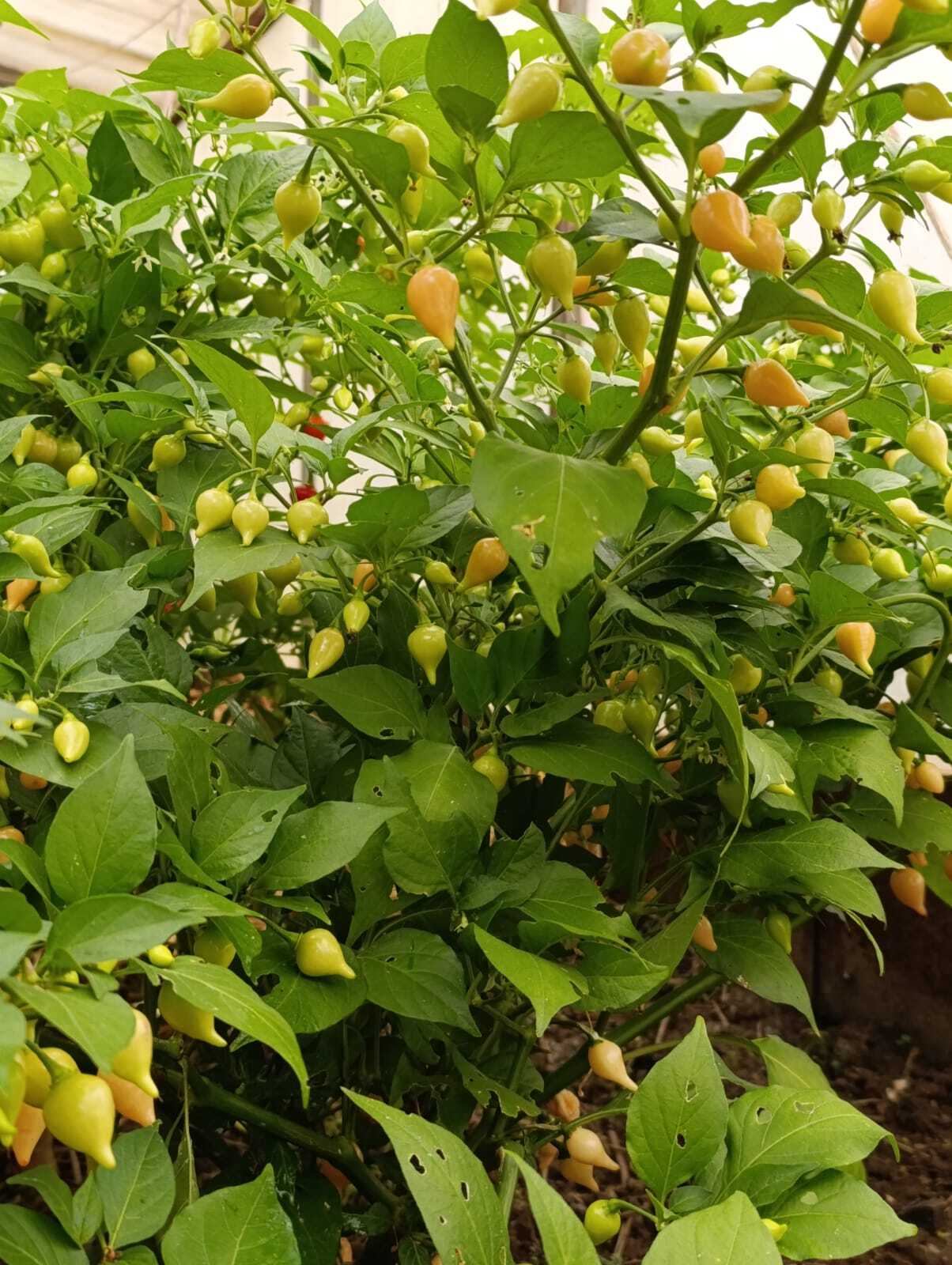 Pepper, pepper - My, Pepper, Hot peppers, Gardening, Harvest, Longpost