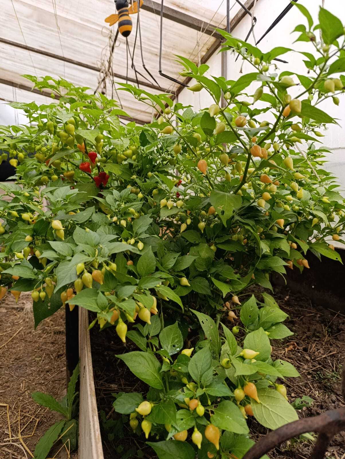 Pepper, pepper - My, Pepper, Hot peppers, Gardening, Harvest, Longpost