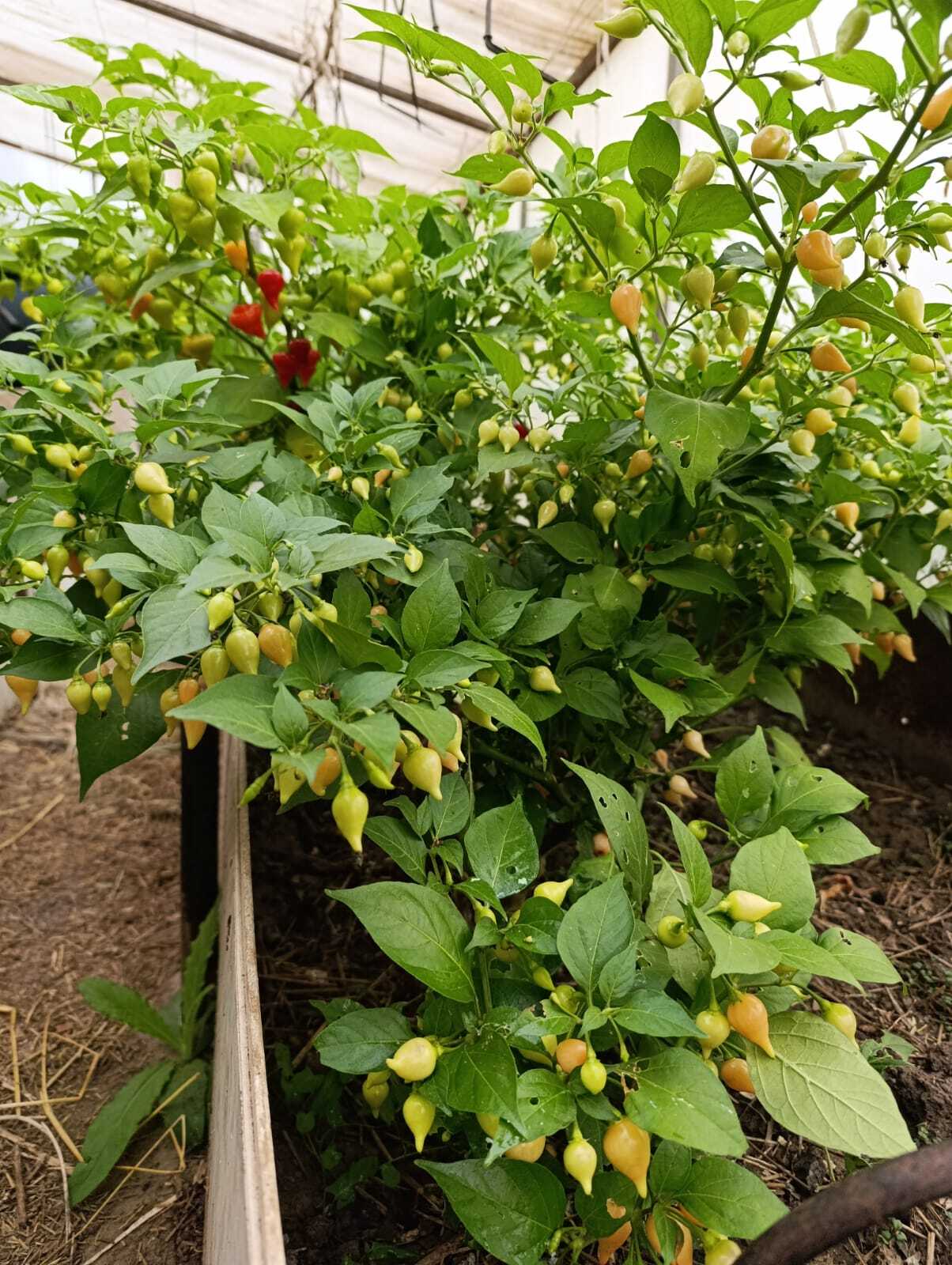 Pepper, pepper - My, Pepper, Hot peppers, Gardening, Harvest, Longpost