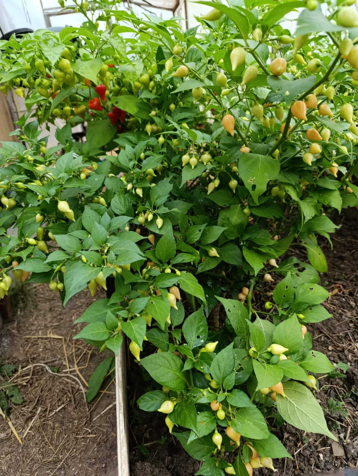 Pepper, pepper - My, Pepper, Hot peppers, Gardening, Harvest, Longpost