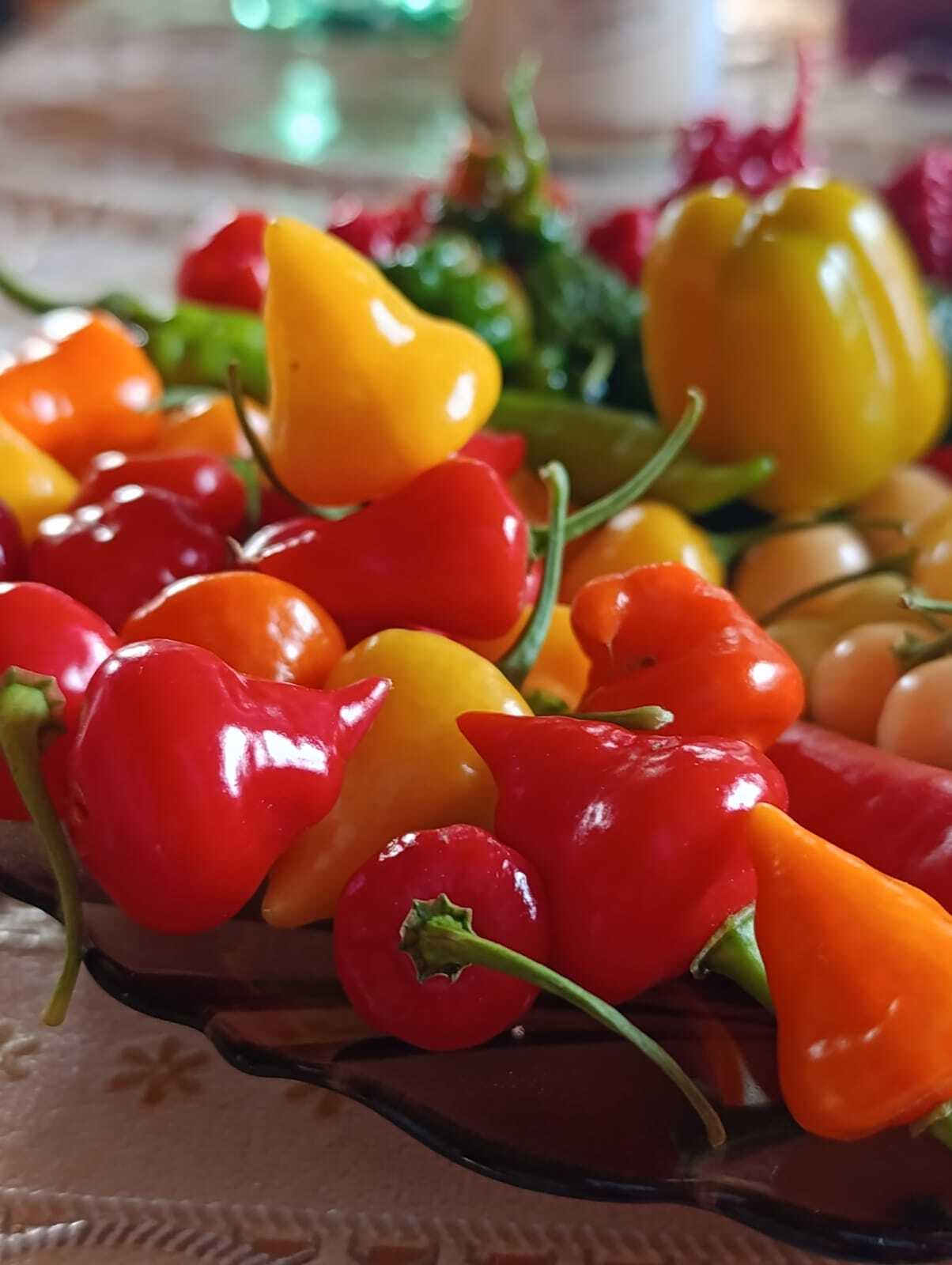 Pepper, pepper - My, Pepper, Hot peppers, Gardening, Harvest, Longpost