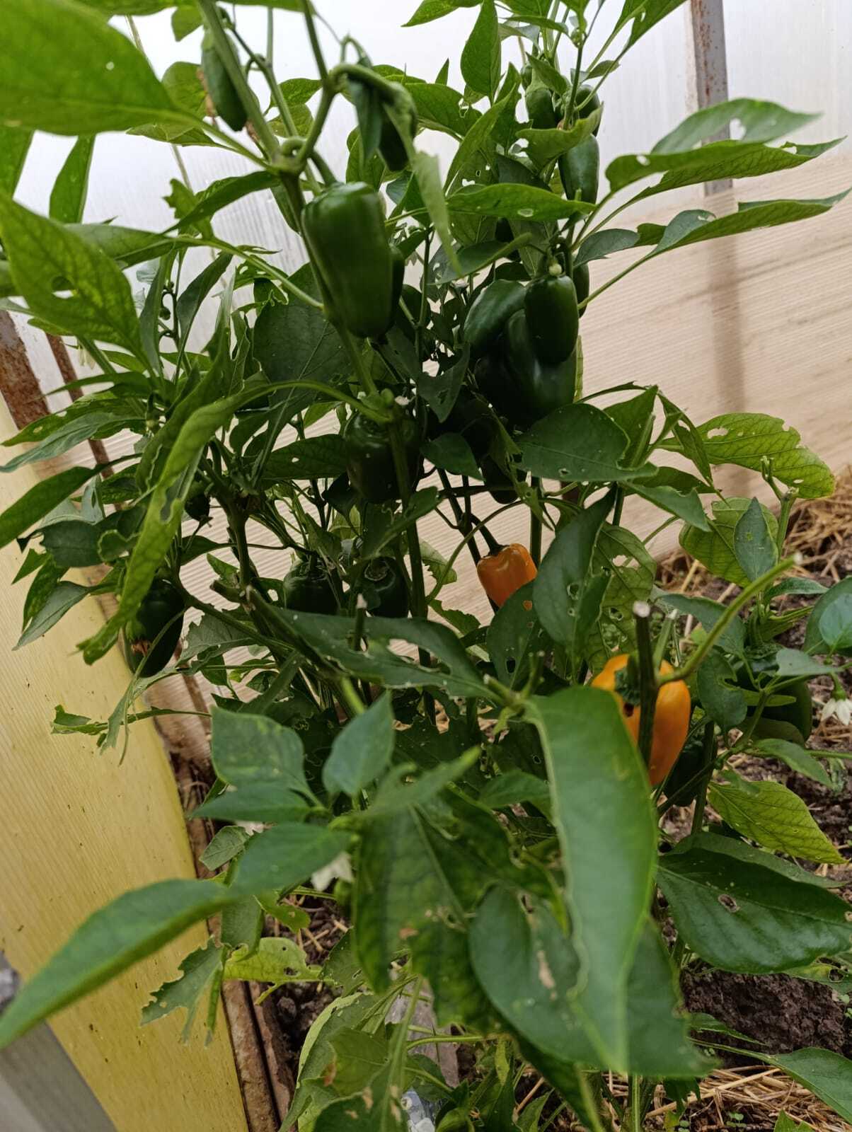 Pepper, pepper - My, Pepper, Hot peppers, Gardening, Harvest, Longpost