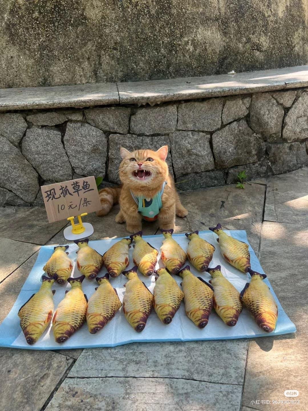 Sells - cat, A fish, The photo