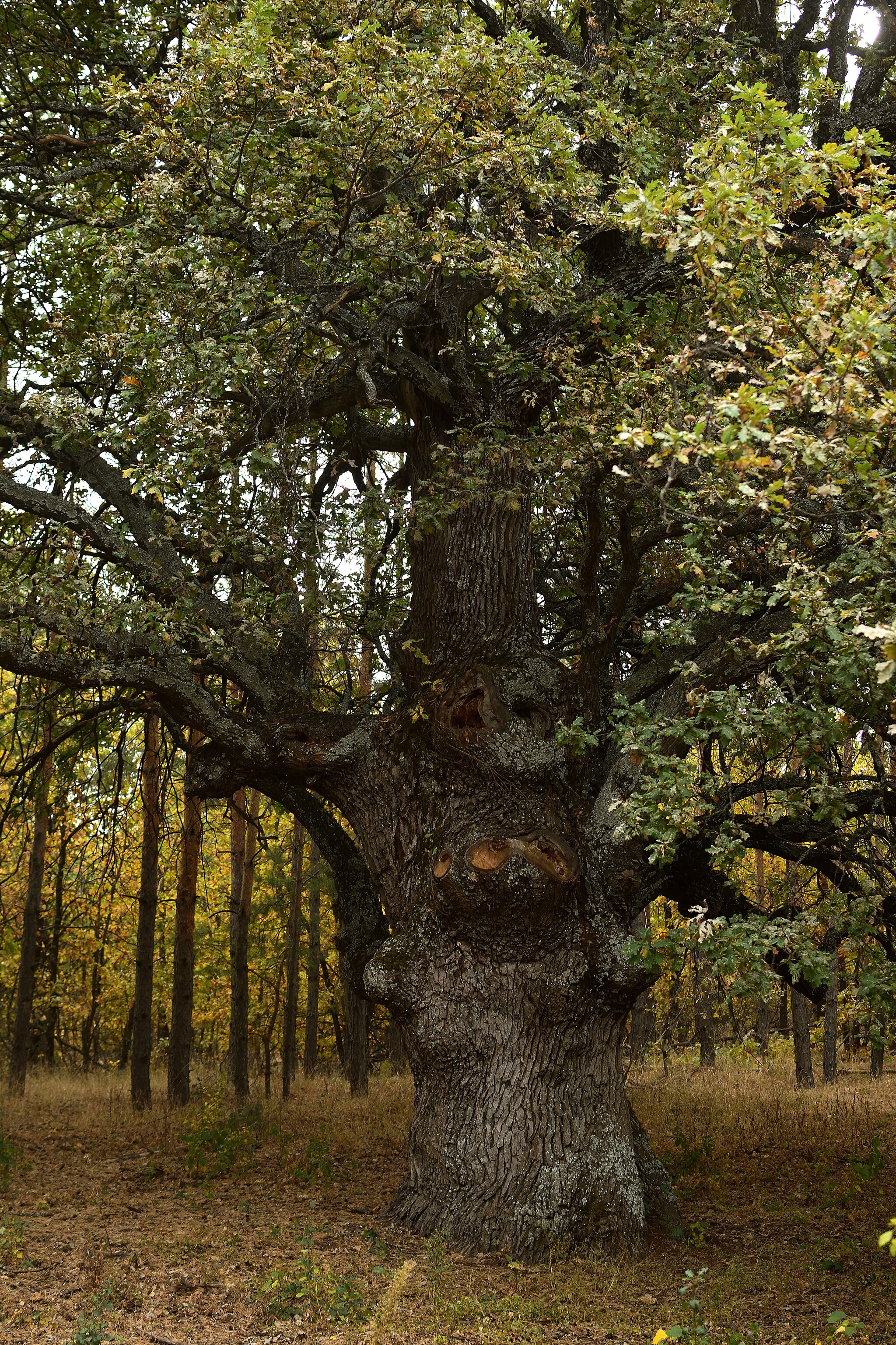 Trip to the Nizhnekhopersky Nature Park - My, Travel across Russia, The photo, Volgograd region, Hopper River, Nature, Autumn, Nature Park, Mikhail Sholokhov, The nature of Russia, Longpost