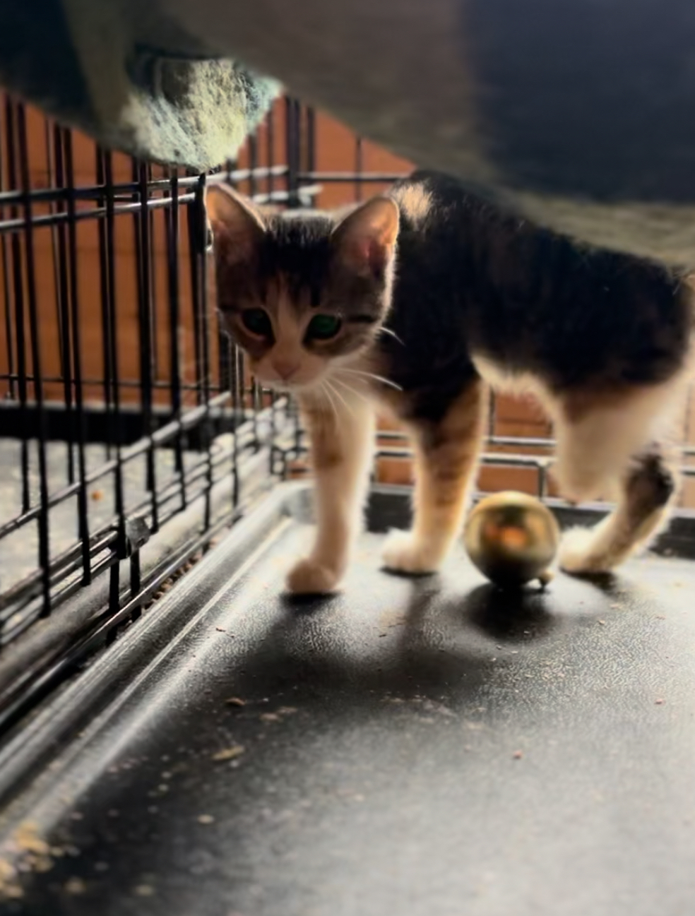 Three-legged kitten looking for a kind owner - Moscow region, Moscow, Kittens, cat, Help, Kindness, In good hands, Cat family, Cat lovers, Homeless animals, Pets, Vertical video, Video, Longpost