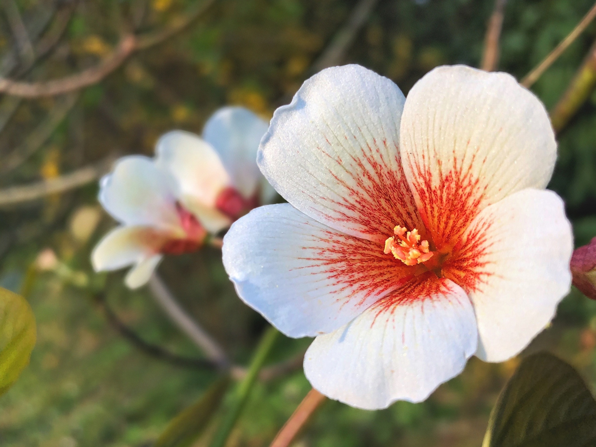 Tung Ford - My, Plants, Bloom, Botany, Entertaining botany, Longpost