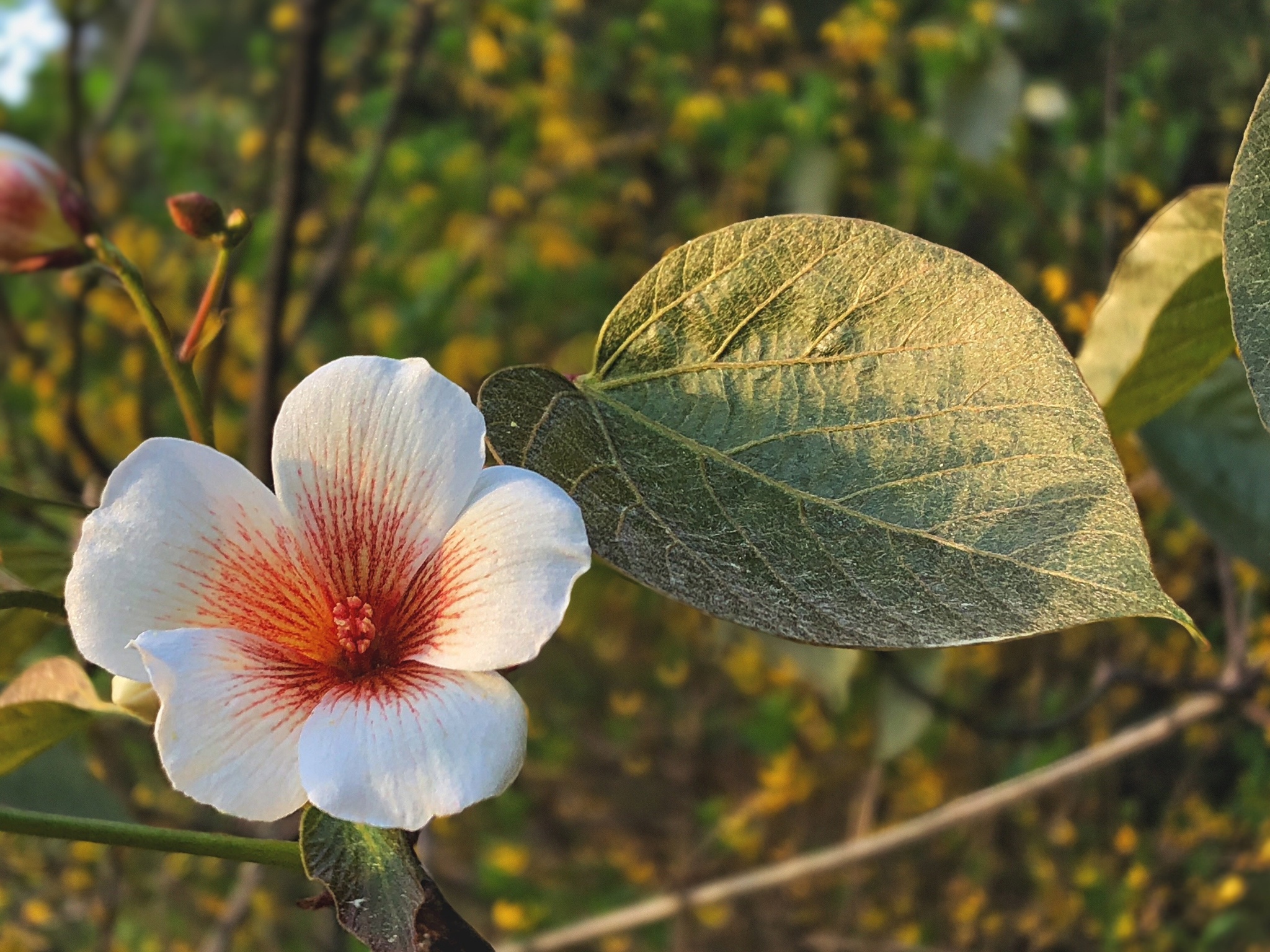 Tung Ford - My, Plants, Bloom, Botany, Entertaining botany, Longpost