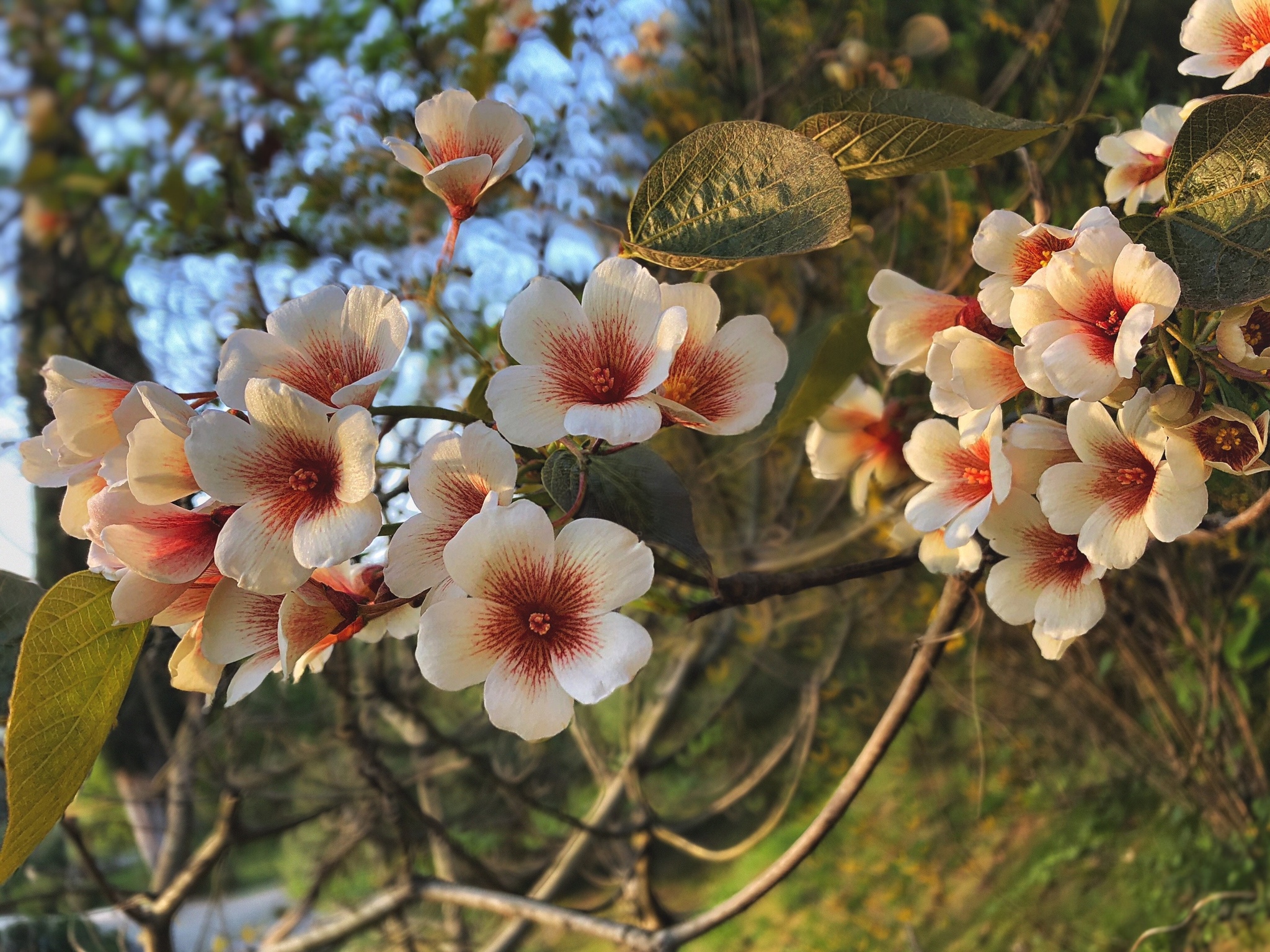 Tung Ford - My, Plants, Bloom, Botany, Entertaining botany, Longpost