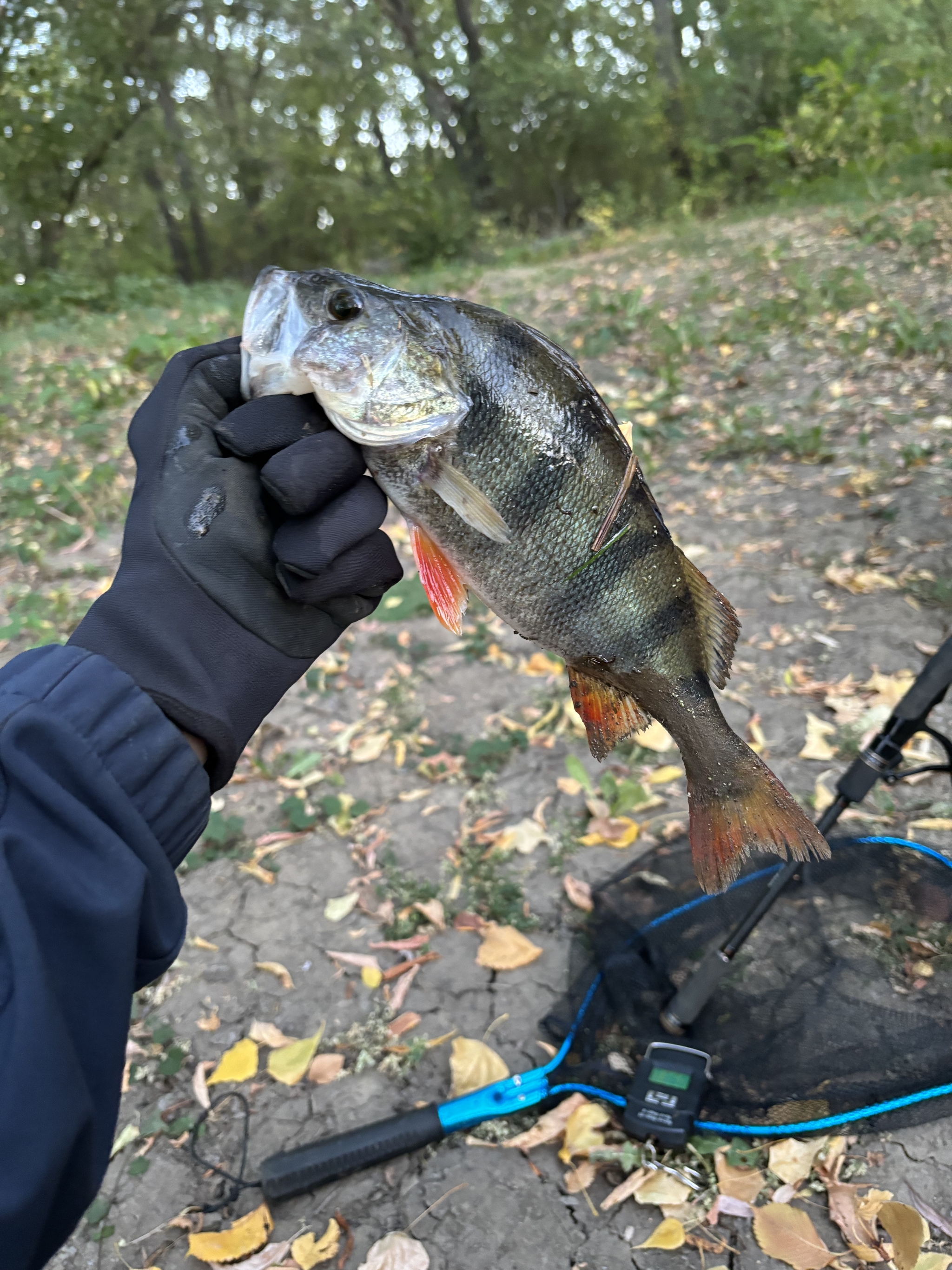 Reply to post This f@cking husband fishing!!! - My, Impudence, Situation, Fishing, A wave of posts, Reply to post, Longpost