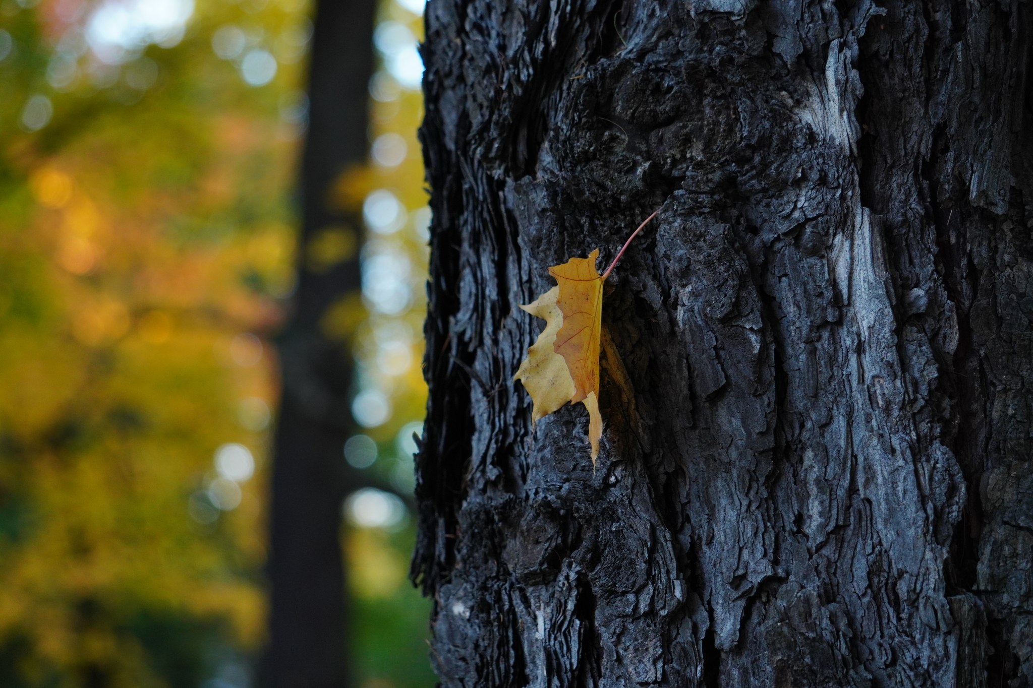 Осень. 12.10.24Тушка Sony a6400. Оптика Sony 55-210mm - Моё, Осень, Фотография, Санкт-Петербург, Таврический сад, Sony