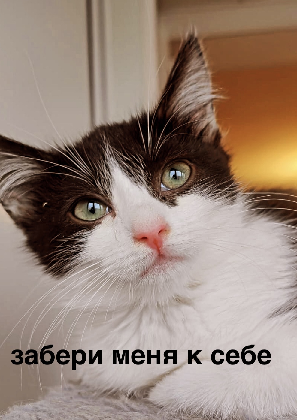 Moscow. The cat from the Felix cat food commercial is waiting for her parents - My, cat, No rating, In good hands, Kittens, Longpost