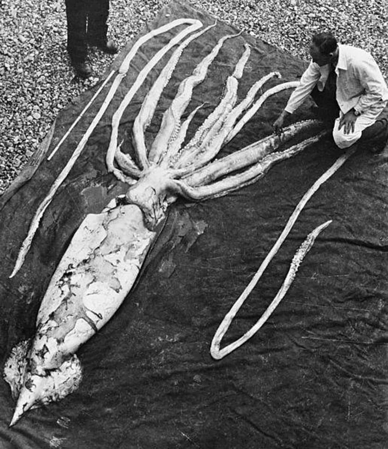 A giant squid living in the depths of the ocean - My, Biology, Animals, Around the world, In the animal world, Rare view, Ocean, Marine life, Nature, The photo, Longpost, Squid