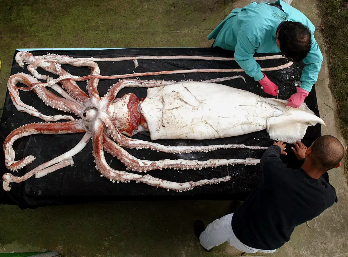 A giant squid living in the depths of the ocean - My, Biology, Animals, Around the world, In the animal world, Rare view, Ocean, Marine life, Nature, The photo, Longpost, Squid